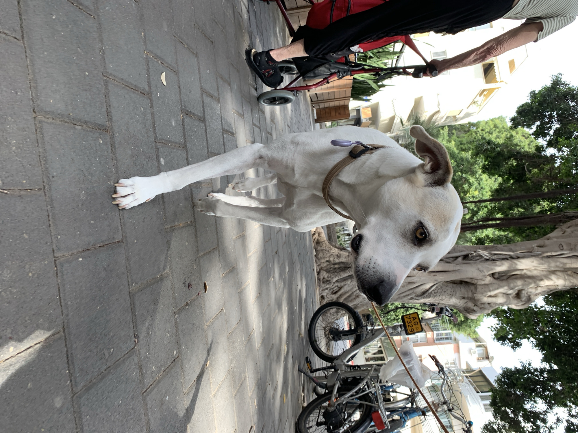 The image shows a white dog on a paved sidewalk in Tel-Aviv, Israel. A person using a wheeled walker is visible in the upper portion of the image. Parked bicycles are near a tree trunk in the background. A building is visible behind the bicycles and tree.