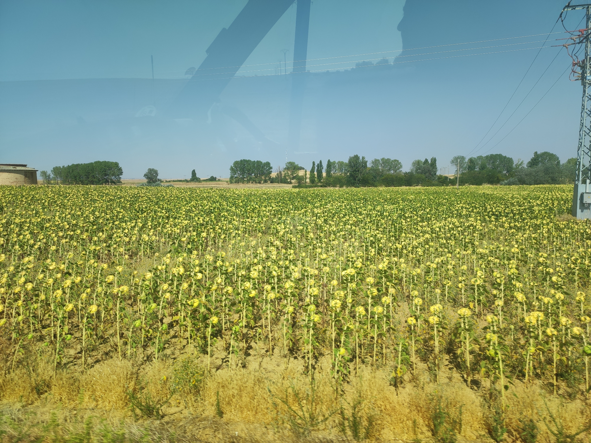 A panoramic, slightly hazy, daytime outdoor scene shows a vast field of sunflowers in the city of Castromocho, Spain. The sunflowers, with their yellow petals and brown centers, fill the majority of the frame from foreground to midground, appearing to stretch towards the horizon. The plants are tall with green stalks and leaves. The ground beneath the sunflowers is dry and appears to be soil. In the foreground, there is a strip of dry, golden-brown grass and some green foliage.
In the distance, a line of trees forms a dark green border across the horizon, interspersed with some taller, sparser trees and a few structures. To the left of the frame, a round, brick building with a domed roof is partially visible. To the right, a tall, grey electrical pylon with visible wiring stands prominently. The sky above is a clear, pale blue, with subtle reflections of what appear to be interior structures, possibly from a vehicle, visible on the surface of the image, suggesting it was taken through a window.