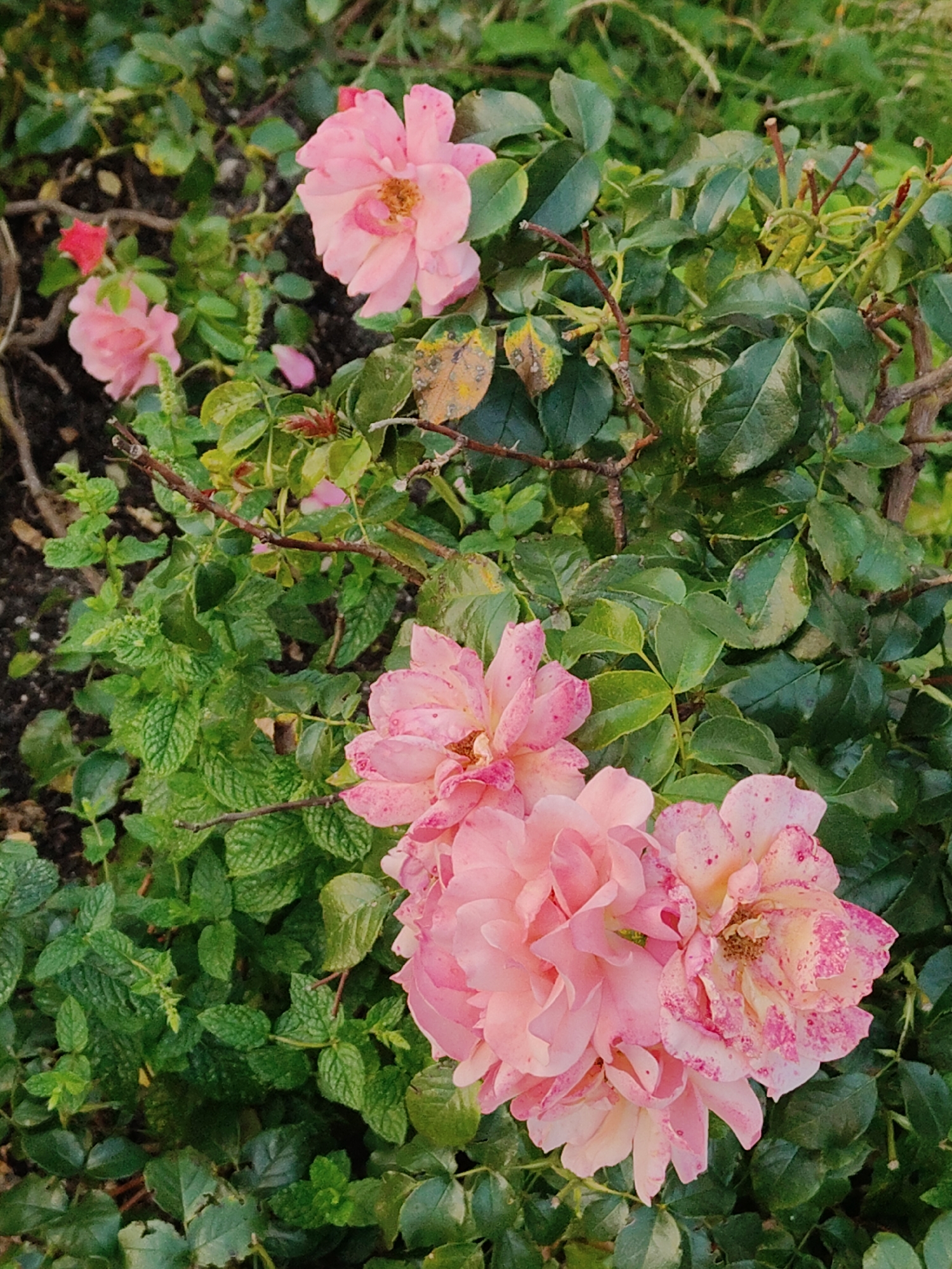 A cluster of pink roses with speckled petals and dark green foliage dominates the frame. The roses exhibit varying degrees of bloom, from tightly furled buds to fully open blossoms. Among the rose bushes, smaller green plants with textured leaves are visible, suggesting a garden setting. The ground beneath is dark, hinting at soil. The lighting appears to be natural, casting soft shadows. The image is a close-up view, focusing on the floral elements. The scene does not depict any people or explicit actions. The location of this image in Rumia, Poland, is not discernible from the visual content alone.