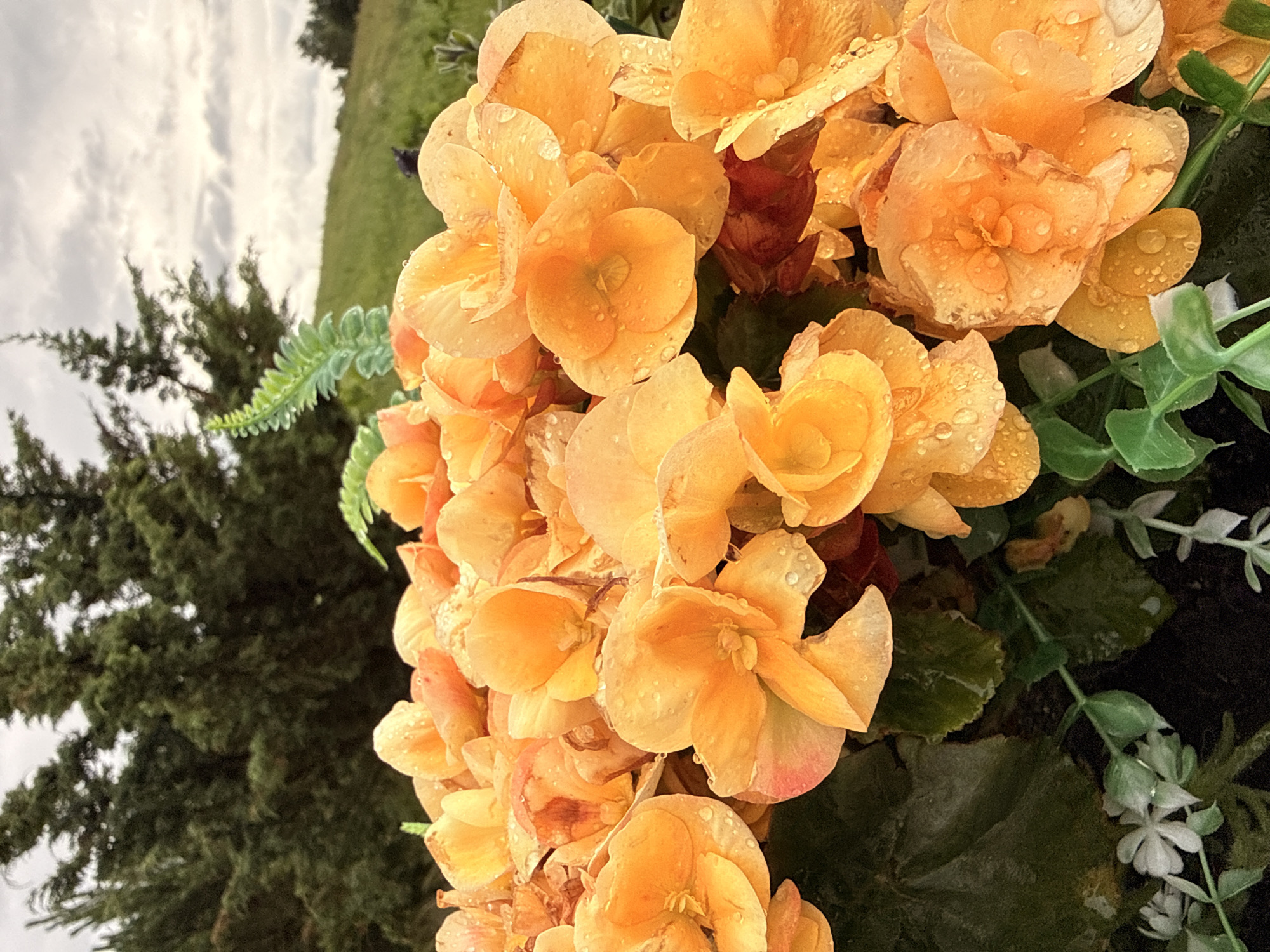 A close-up, eye-level, outdoor shot features a dense cluster of vibrant orange begonia flowers, their petals speckled with water droplets, suggesting recent rainfall. The flowers occupy the majority of the frame, with some showing a reddish hue at their centers. Behind the blossoms, dark green foliage is visible, interspersed with sprigs of artificial greenery. Further back, the blurred background reveals a grassy hill with a few evergreen trees. The sky above is overcast with gray clouds. The specific location in Galinė, Lithuania, is not discernible from the image alone.