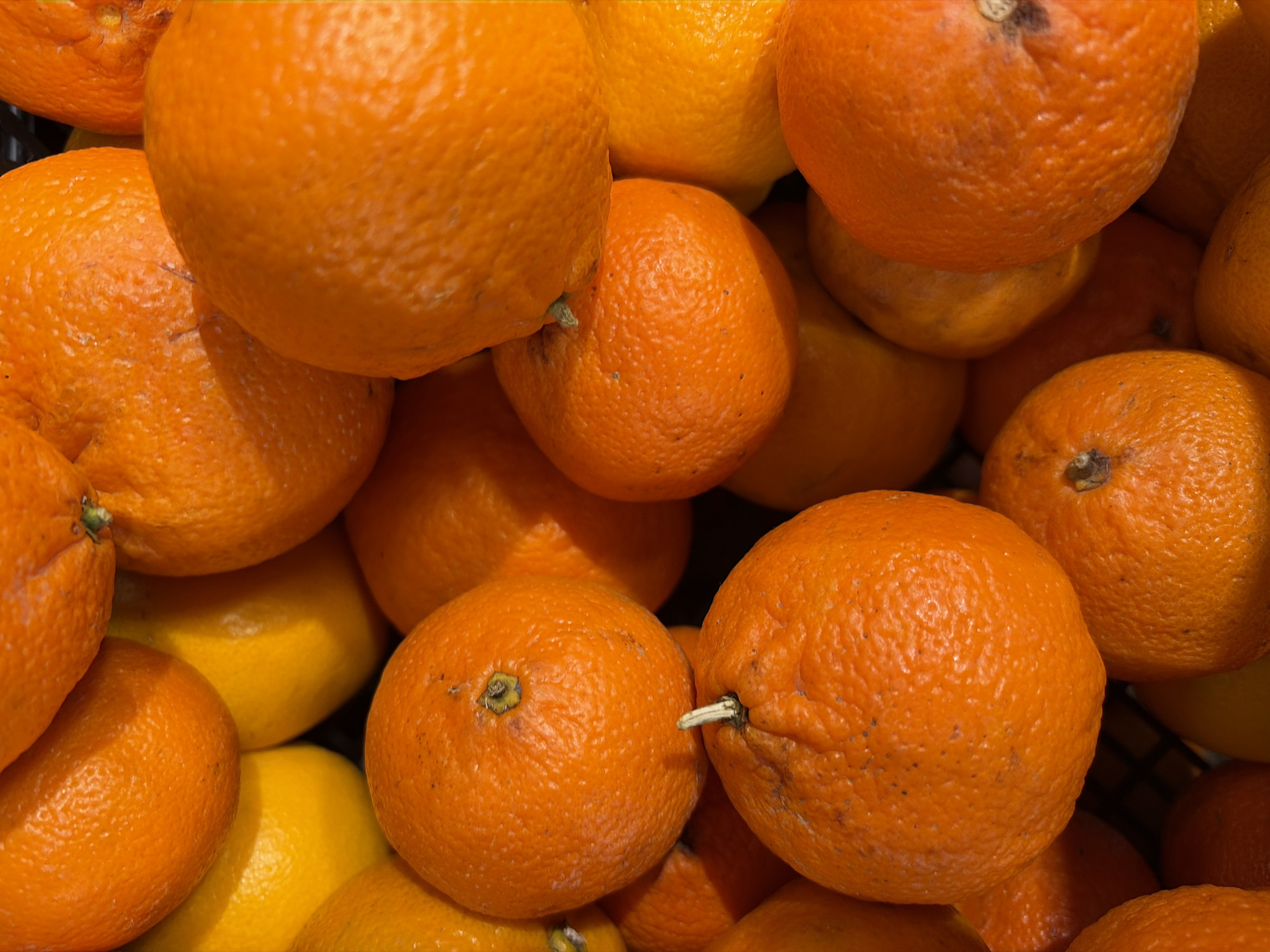 The image displays a dense, top-down view of a large pile of citrus fruits, primarily vibrant orange tangerines or small oranges, interspersed with several bright yellow lemons. The fruits are tightly packed, overlapping, and fill the entire frame, with no discernible background beyond a faint, dark grid-like structure in the lower central and right portions, possibly indicating a basket or crate.
The orange fruits exhibit a textured, slightly bumpy skin, with some showing minor creases or surface irregularities. Several of these fruits retain small, white or green stem remnants at their top indentations. Their color is a deep, saturated orange, suggesting ripeness. The yellow fruits, identified as lemons by their color and smoother skin texture, are visible beneath and between the orange fruits, particularly on the left and in the center-right, appearing less numerous than the oranges.
The lighting is bright and even, highlighting the textures of the fruit skins and creating subtle shadows that define their round forms. No people, actions, or specific environmental features are depicted in the scene that would allow for the identification of a particular location or city.
