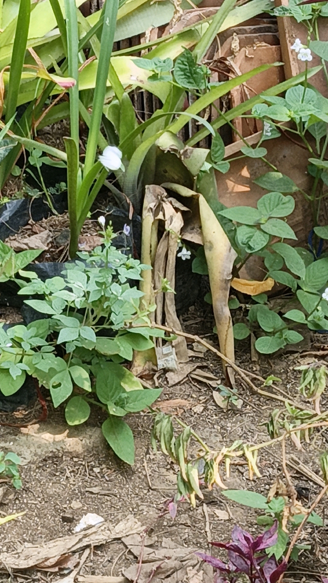 The image shows a close-up view of a garden area in Cikal, Indonesia. The scene is dominated by lush green foliage of various plants, including tall, broad leaves and smaller, clover-like leaves. There are several small white flowers scattered amongst the greenery, as well as some withered brown leaves and dried plant matter on the ground. The ground itself appears to be a mix of soil, dry leaves, and mulch. In the background, there's a hint of a reddish-brown structure, possibly a wall or pot, and some dark plastic bags are visible, suggesting the plants might be in containers or have been recently planted. The overall impression is of a somewhat overgrown and natural garden setting.