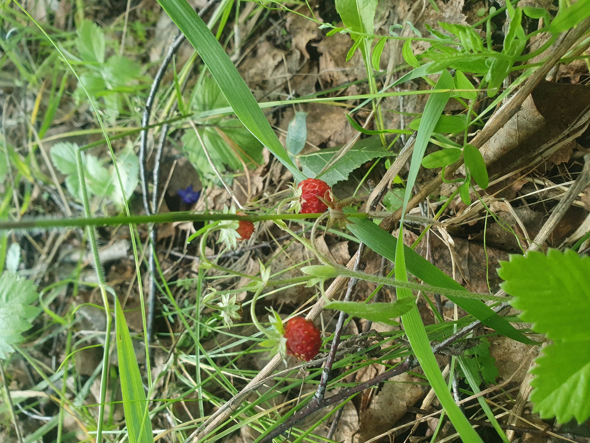 The image is a close-up, eye-level shot of wild strawberries growing in a natural, outdoor environment, likely a forest floor. Three ripe, red wild strawberries are visible, attached to thin green stems with small green leaves. The strawberries are small and round, typical of wild varieties. The surrounding vegetation consists of green grass, fallen leaves, and thin brown twigs, creating a textured, natural backdrop. In the background, some lighter green foliage and a small purple flower are faintly visible. The lighting suggests it is daytime, with diffused light filtering through the foliage. The scene is static, with no people or animals present. The image was taken in the city of Leninsk, Russia, implying this is a natural area within or near the city.