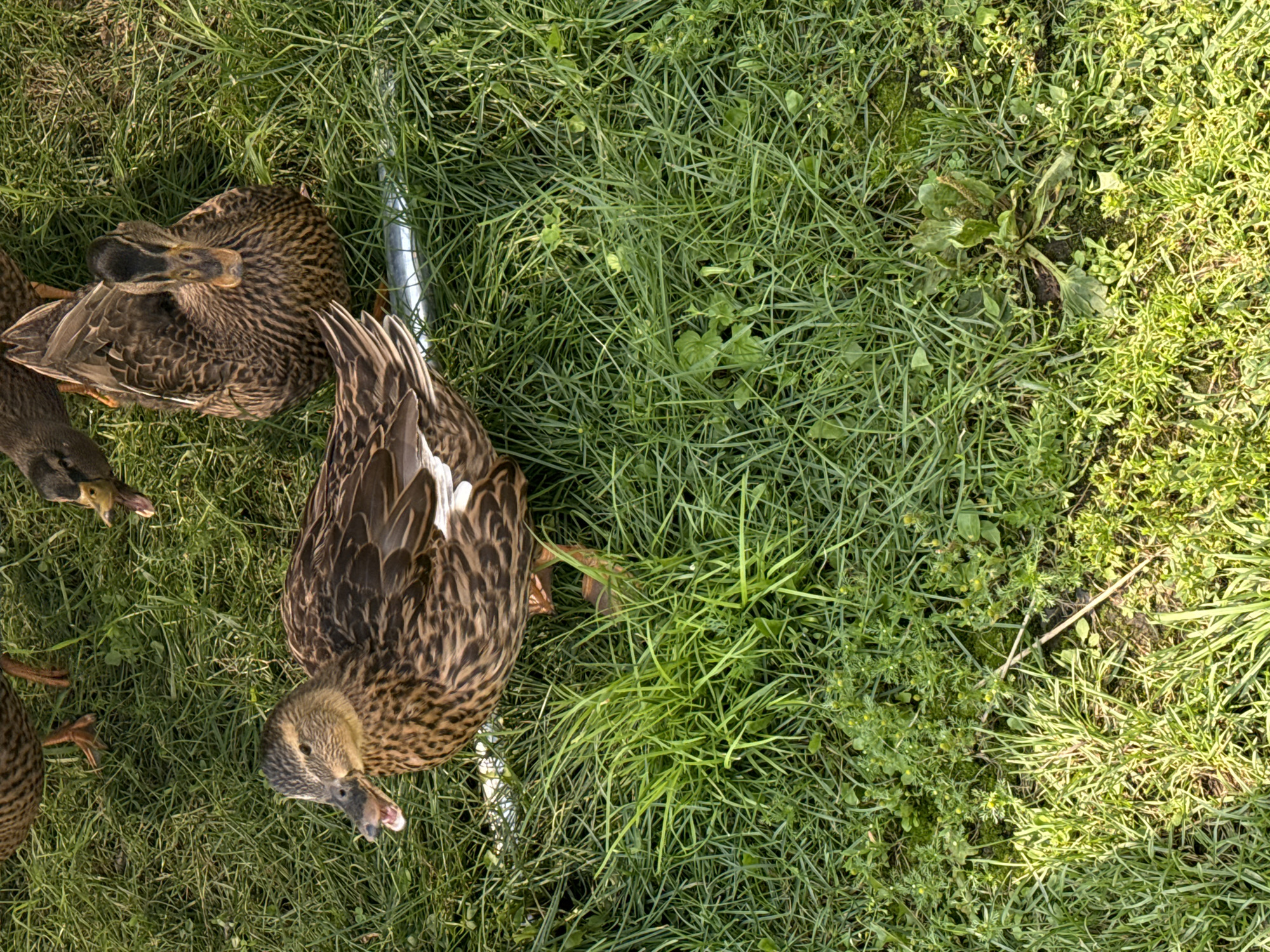 A female mallard duck, identified by its brown plumage and speckled breast, is the central subject. The duck is positioned in a grassy area, with its beak open as if vocalizing or panting. To the right of the central duck, another mallard duck is partially visible, facing the viewer. In the upper background, two more ducks are present, one with its head down, possibly feeding, and another with its beak open. A silver pipe or bar lies horizontally across the grass in the mid-ground, partially obscured by the ducks and vegetation. The environment is characterized by lush green grass interspersed with smaller plants and weeds. The lighting suggests it is daytime, with sunlight casting shadows and highlighting textures. There is no indication of Chernoistochinsk, Russia, or any urban elements in the image.