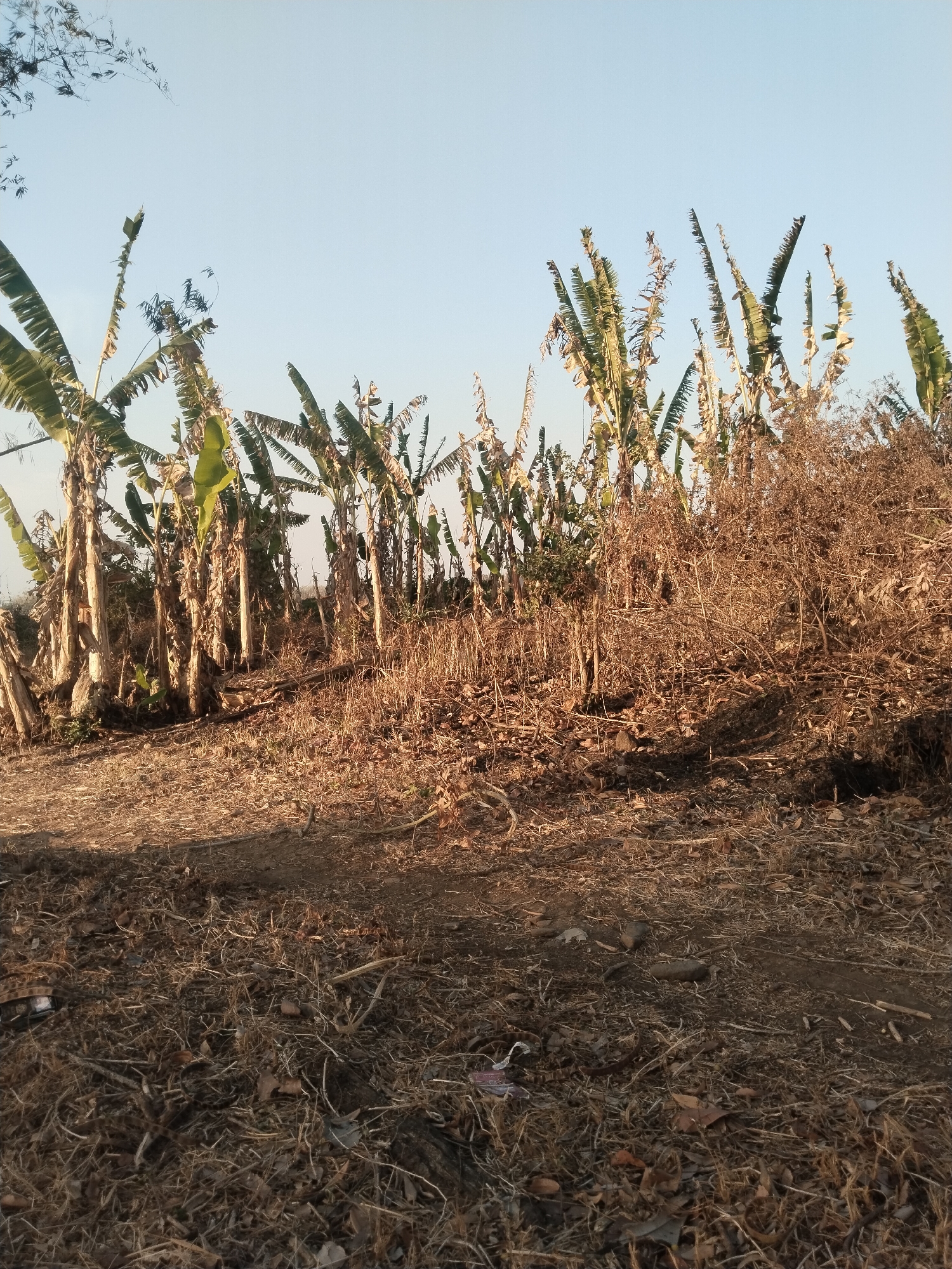 The image depicts a cluster of banana trees in what appears to be a rural or semi-rural setting, potentially in Kaliwungu, Indonesia. The banana trees, characterized by their large, elongated leaves, are predominantly visible in the mid-ground and background. Some of the leaves appear dry and tattered, suggesting a possible dry season or a lack of recent cultivation.
The ground in the foreground is covered with dry grass, fallen leaves, and twigs, indicating a natural or unkempt environment. There are no visible people or animals in the scene. The sky above is a clear, pale blue, suggesting daylight and possibly fair weather. The lighting suggests the sun may be low in the sky, casting long shadows and highlighting the textures of the dry vegetation. The overall impression is one of a natural landscape, possibly on the outskirts of a village or in an agricultural area.