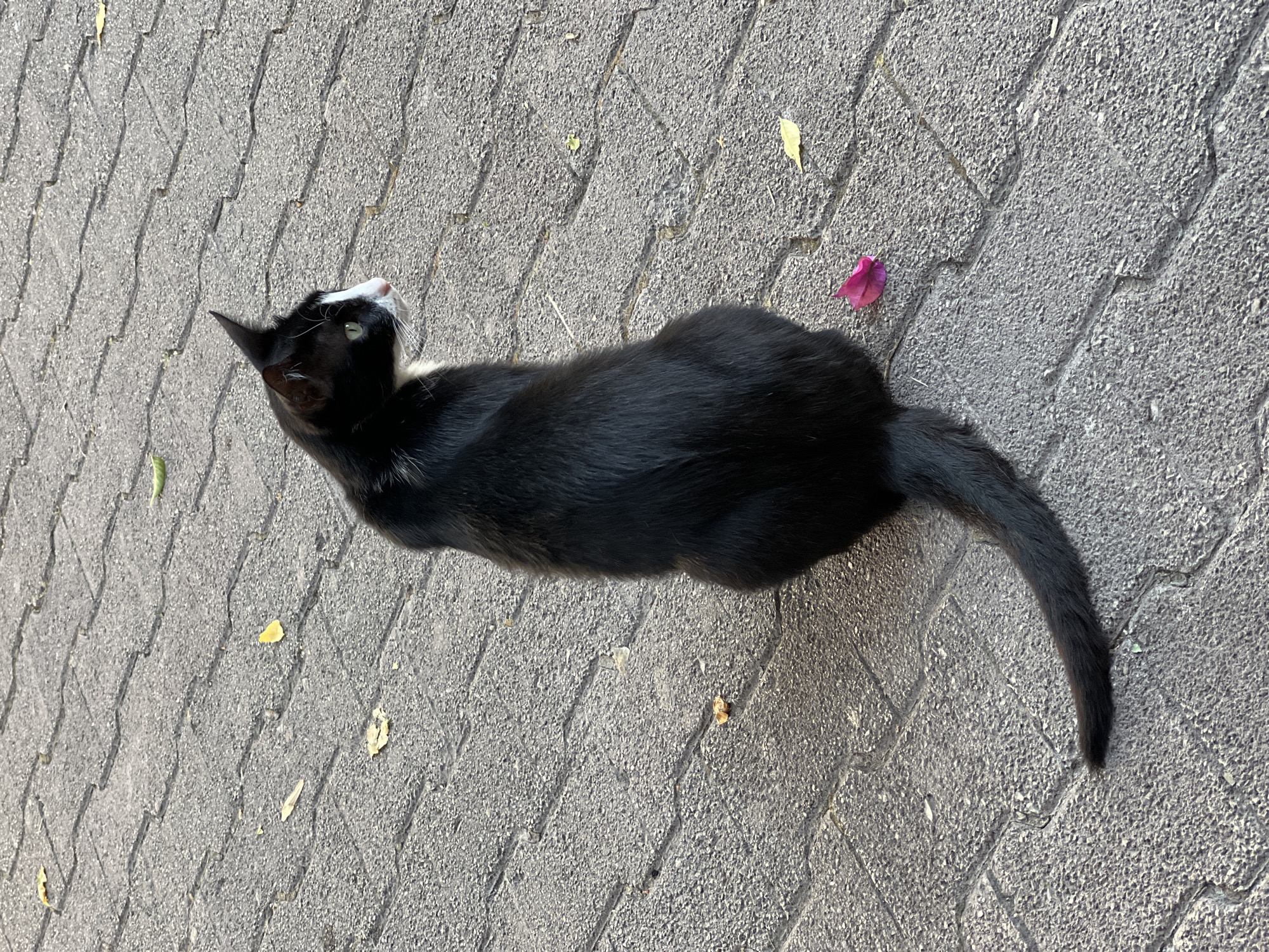 A black and white cat with green eyes is sitting on a grey paver stone sidewalk. The cat is facing away from the camera, looking to its right. There are a few scattered yellow leaves and a pink flower petal on the ground. The image appears to have been taken outdoors, likely during the daytime. The scene is consistent with an urban environment, such as a street or park in Bar, Montenegro.
