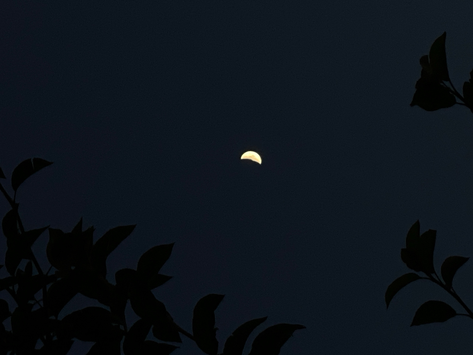 The image depicts a dark, clear night sky with a crescent moon illuminated on the right side of the frame. Silhouetted leaves and branches from trees frame the scene from the top left and bottom right. The overall impression is one of a calm, natural setting at night, possibly in a park or garden in Cairaclia, Moldova. There are no people or specific urban structures visible, suggesting a focus on the natural elements of the night.
