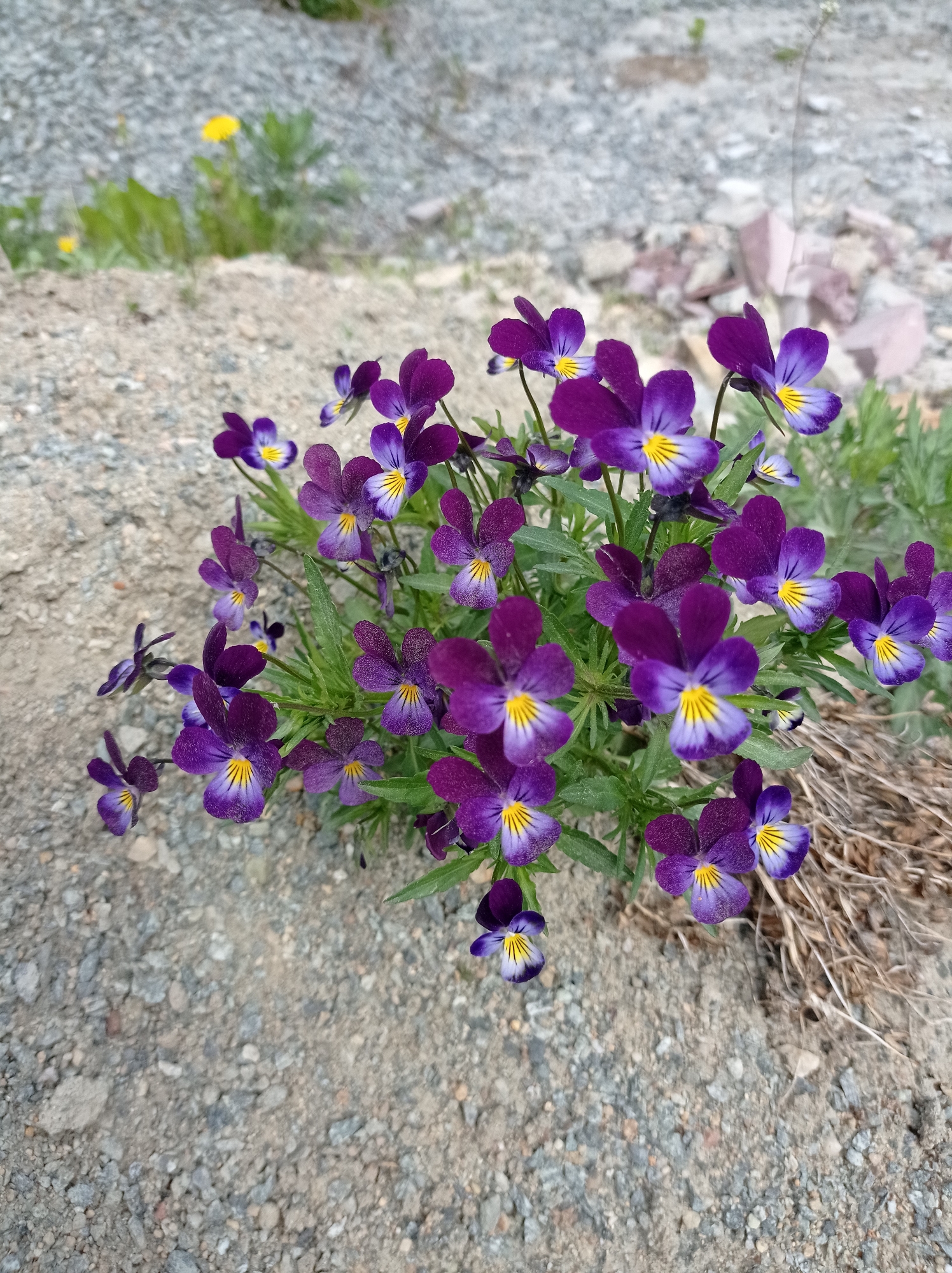 The image shows a cluster of purple and yellow flowers, possibly wild pansies, growing in a gravelly, dirt-covered area. In the background, there is a small patch of green vegetation and some scattered yellow flowers. Based on the location information, this scene is likely located in or near Degtyarsk, Russia. There are no people or other subjects visible in the frame.