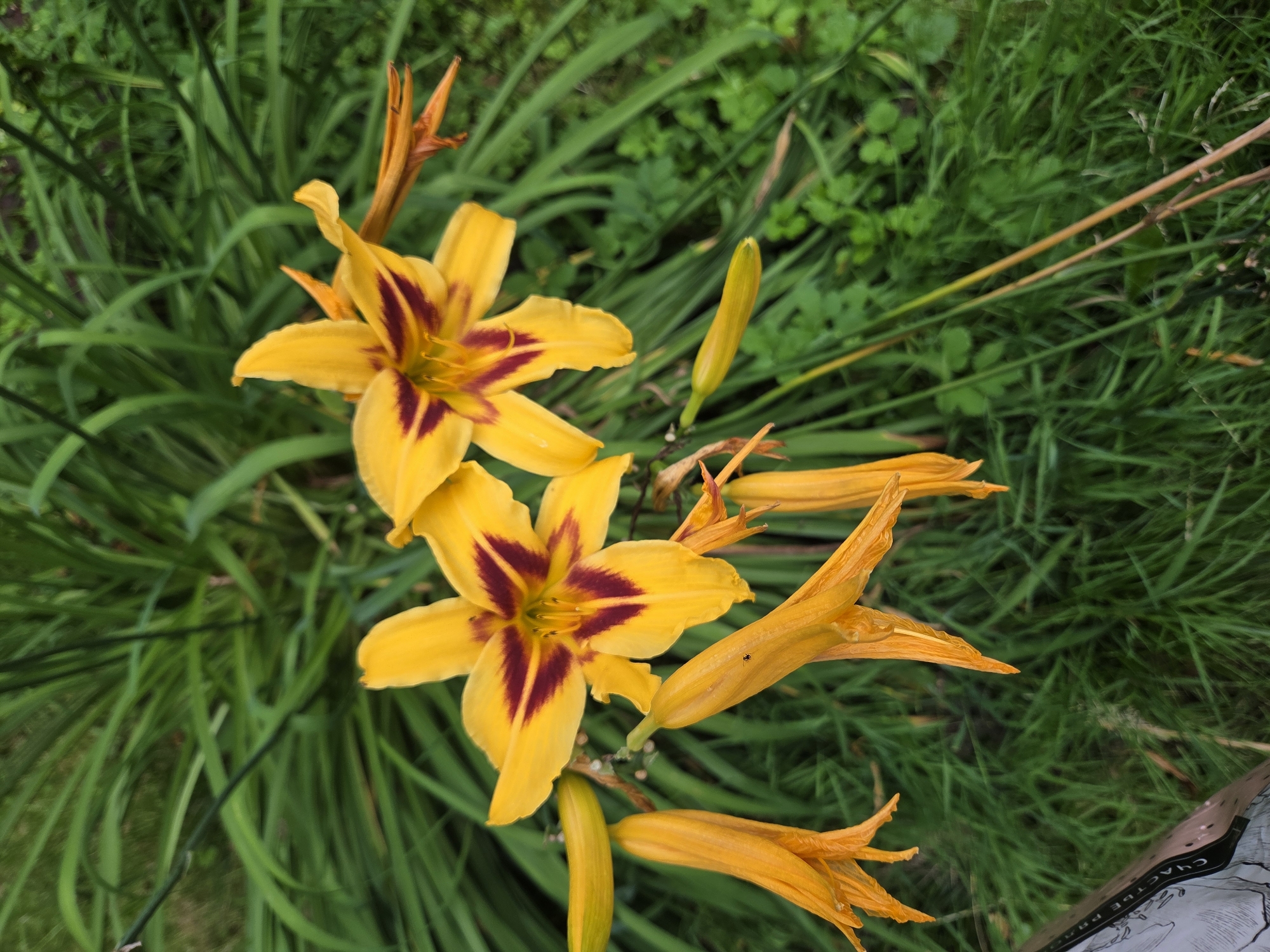 The image shows a close-up of yellow daylilies with deep red centers, growing in a garden setting with lush green foliage. Several flower buds are also visible, some appearing to be unfurling. The lighting suggests an overcast day. There are no people or animals present in the image. The environment is natural, with plants and grass. The image does not provide any information about the location in Podolsk, Russia.