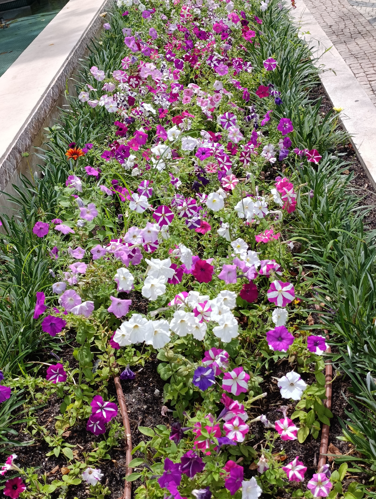 The image shows a well-maintained flowerbed adjacent to a fountain and a stone pathway. The flowerbed is filled with numerous petunias of various colors, including white, pink, purple, and a striped pattern of white and magenta. Some green foliage, likely grass or low-lying plants, borders the flowerbed. The fountain's edge, constructed of light-colored stone, is visible to the left. The pathway to the right is paved with cobblestones. The scene appears to be in a public space in Setúbal, Portugal, likely a park or promenade. No people are visible in the image.
