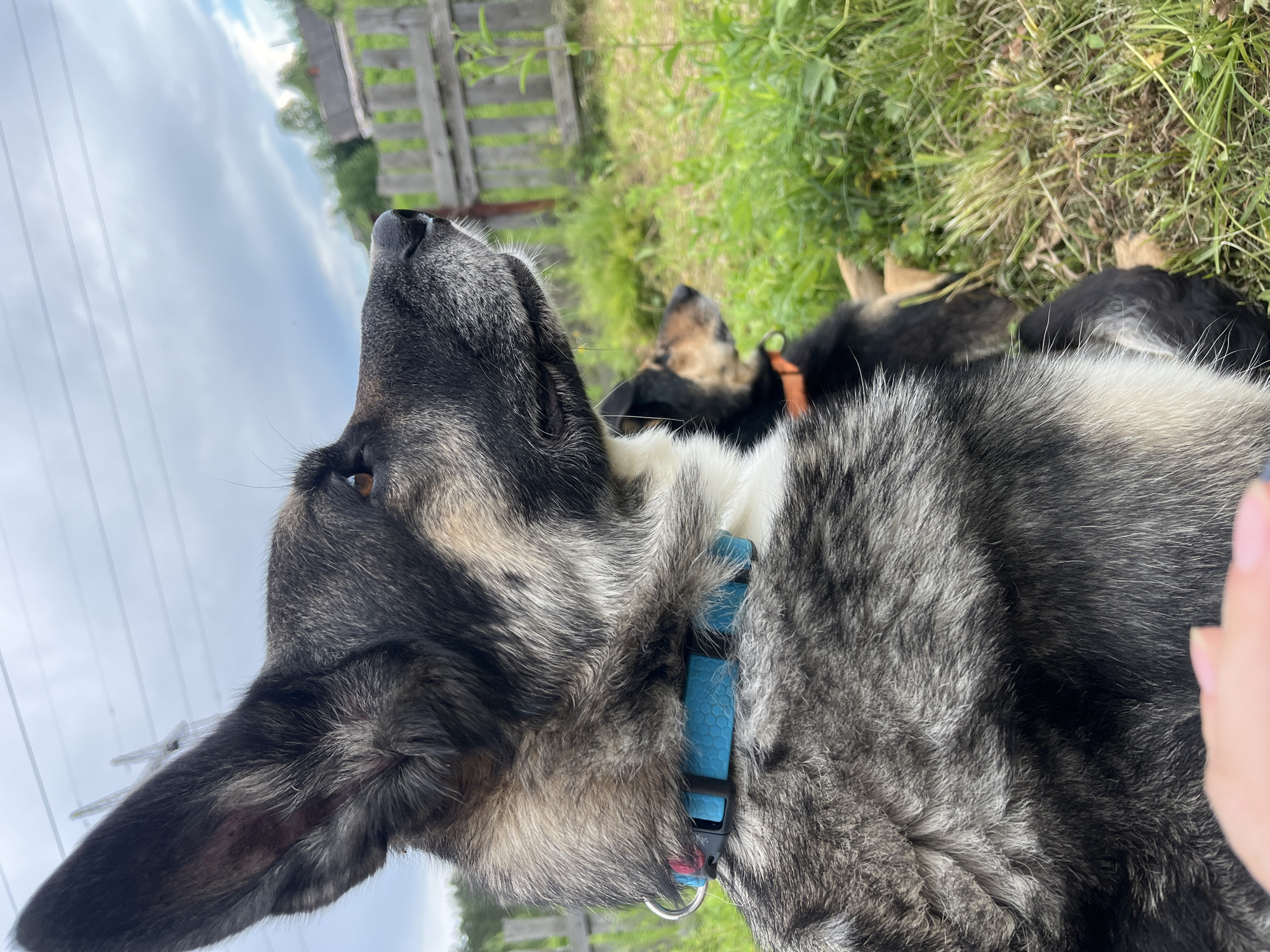 In Nizhny Tagil, Russia, two dogs are sitting in a grassy outdoor area. The dog in the foreground, a large breed with grey, black, and tan fur, is wearing a blue collar and is facing right, looking into the distance. Its left ear is prominently featured, standing tall. Behind it, another dog, a smaller breed with black and tan fur, is also visible, wearing an orange collar and facing right. The background consists of green grass, a wooden fence, some trees, and houses, suggesting a residential or rural setting. Overhead, power lines stretch across a cloudy sky. The image is captured from a low angle, focusing on the dogs.
