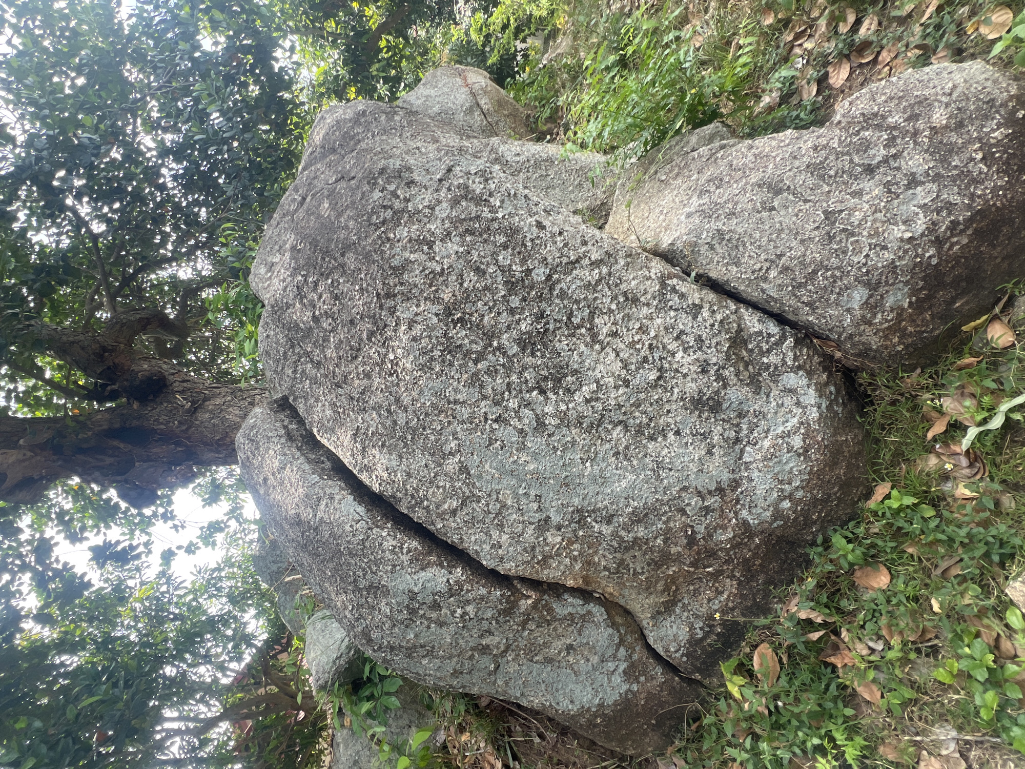 A large, weathered boulder, split into two sections by a deep crevice, rests on a bed of dry leaves and green foliage. Sunlight filters through the lush canopy of trees overhead, casting dappled light on the scene. The boulder itself is a mottled gray, its surface textured with a rough, granular appearance. In the background, a massive tree trunk rises, its bark dark and fissured. The overall impression is one of natural grandeur and the slow passage of time. This natural rock formation is likely found in the hilly or mountainous terrain of Ko Samui District, Thailand, where such geological features are common. The image captures a tranquil moment in a verdant natural setting.