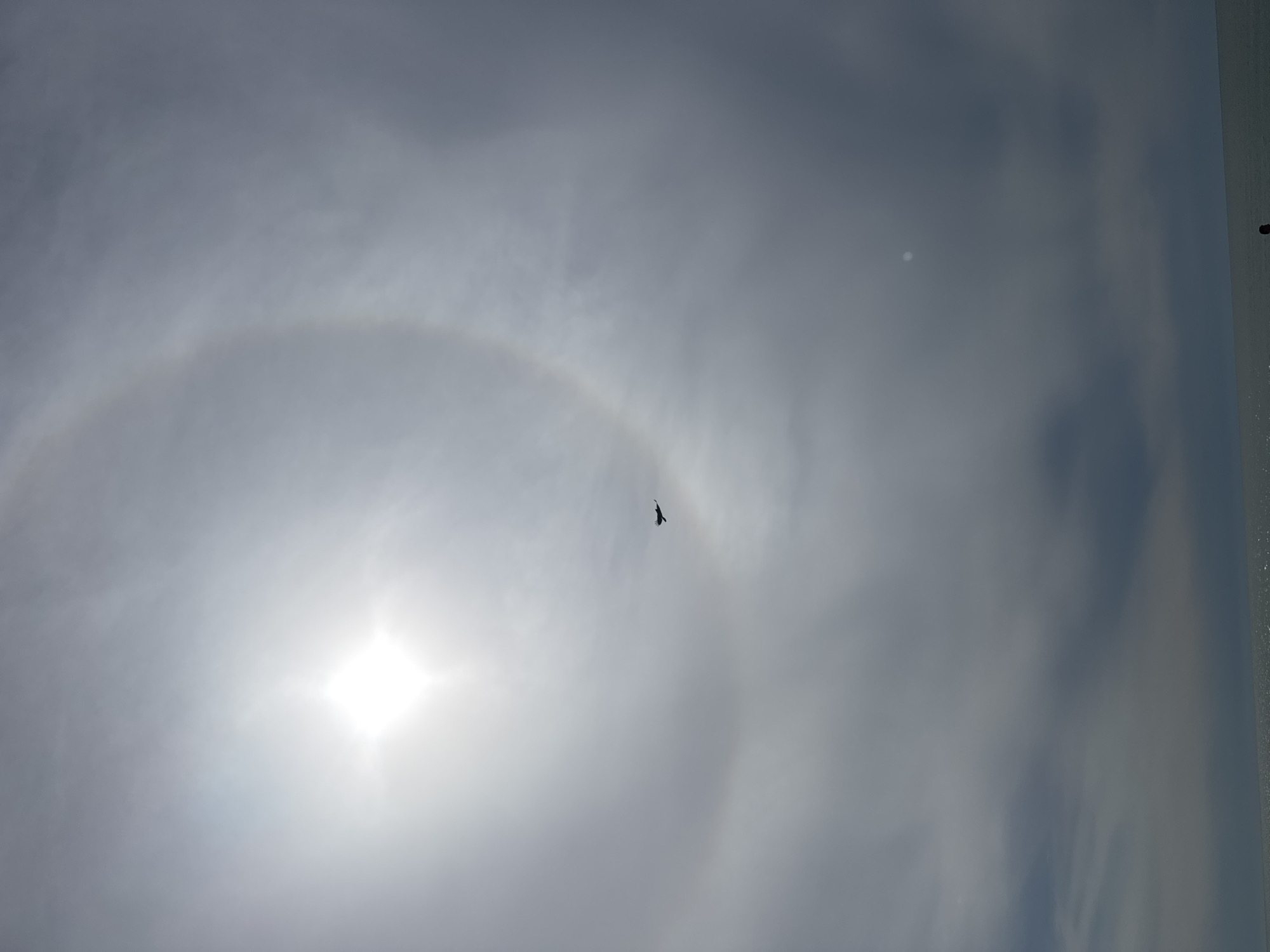 The image captures a bright sun surrounded by a halo, a phenomenon caused by ice crystals in the atmosphere. A single bird is visible against the sky, slightly off-center. The environment consists of clouds and sky. The location is Unknown, Unknown.