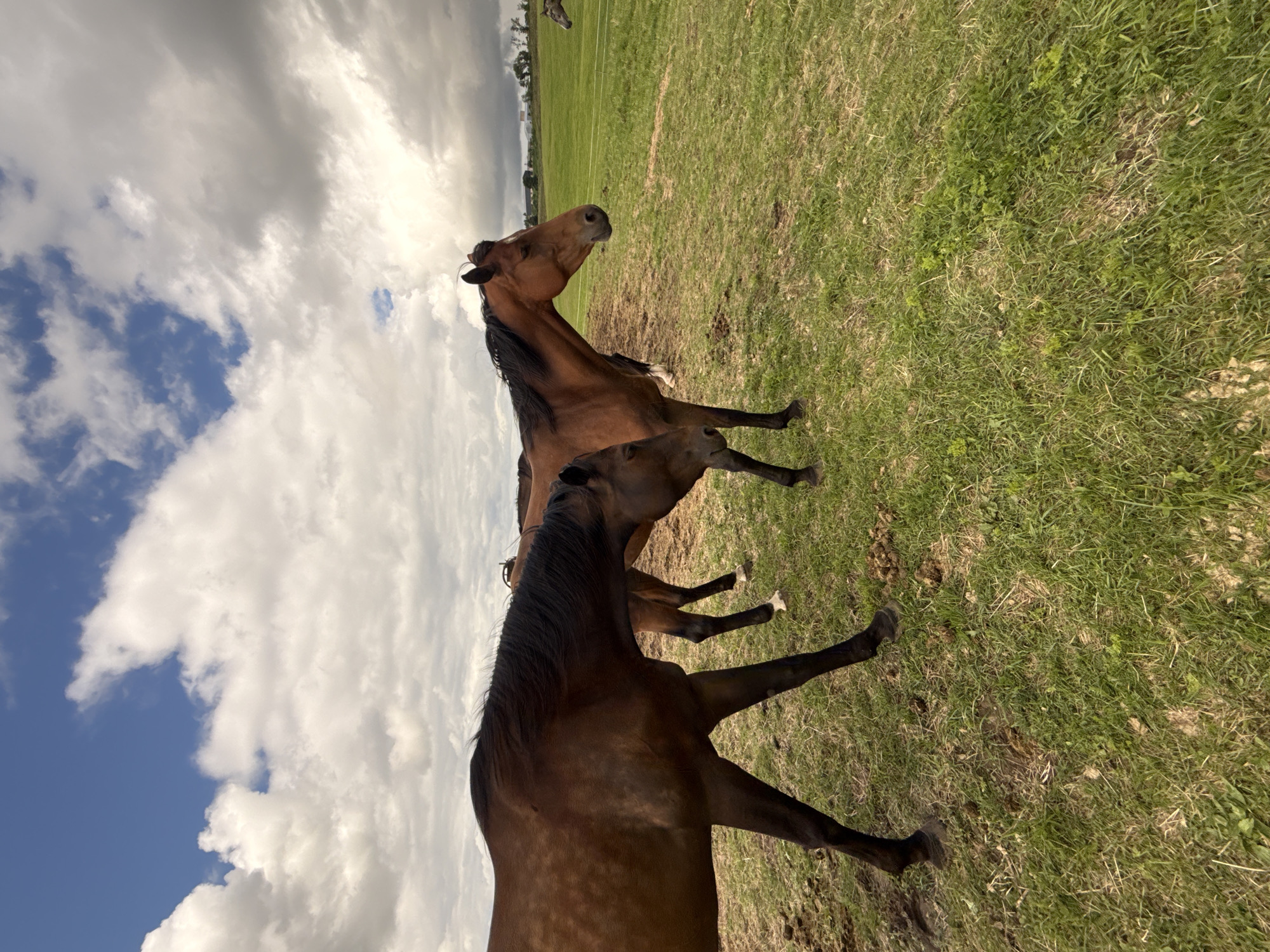 In Galinė, Lithuania, a pastoral scene unfolds under a dynamic sky. Two bay horses stand in a grassy field, their coats a rich brown, contrasting with their dark manes and tails. The horse in the foreground is positioned to the left, its body facing mostly away from the camera, with its head lowered towards the ground. Behind it, a second horse is visible, facing to the right, its head raised. The field is a blend of green grass and patches of dry earth. In the background, more horses can be seen in the distance, as well as trees and buildings, suggesting a rural or farm setting. The sky is a dramatic mix of bright blue patches and heavy, grey clouds, indicative of changeable weather.