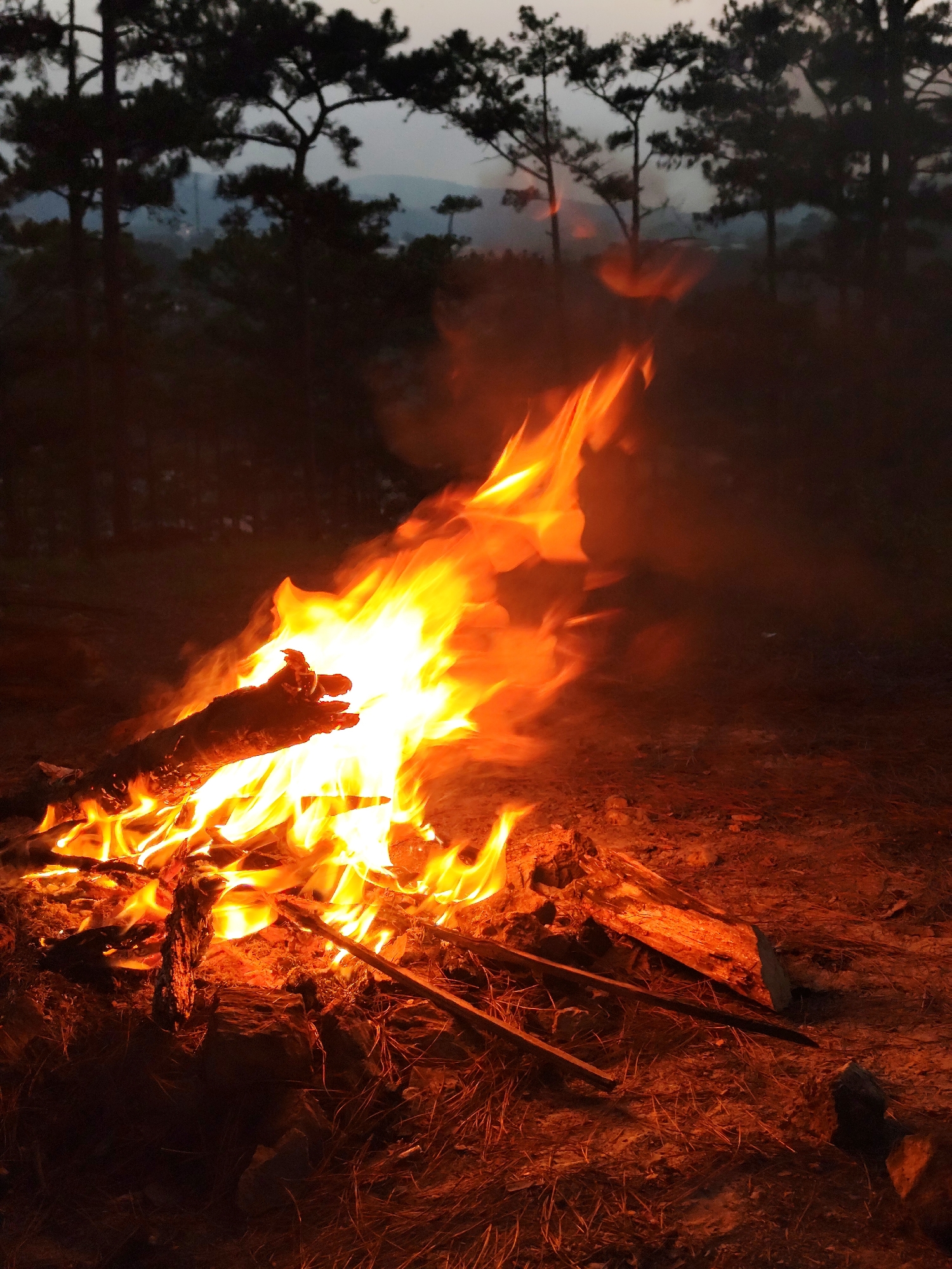 A bonfire blazes in an open area at night, with tall, dark pine trees visible in the background. The ground is covered in dry pine needles and small pieces of wood. The fire is bright orange and yellow, with smoke rising. A large log is partially engulfed in flames. The location is Unknown, Unknown. There are no people visible.