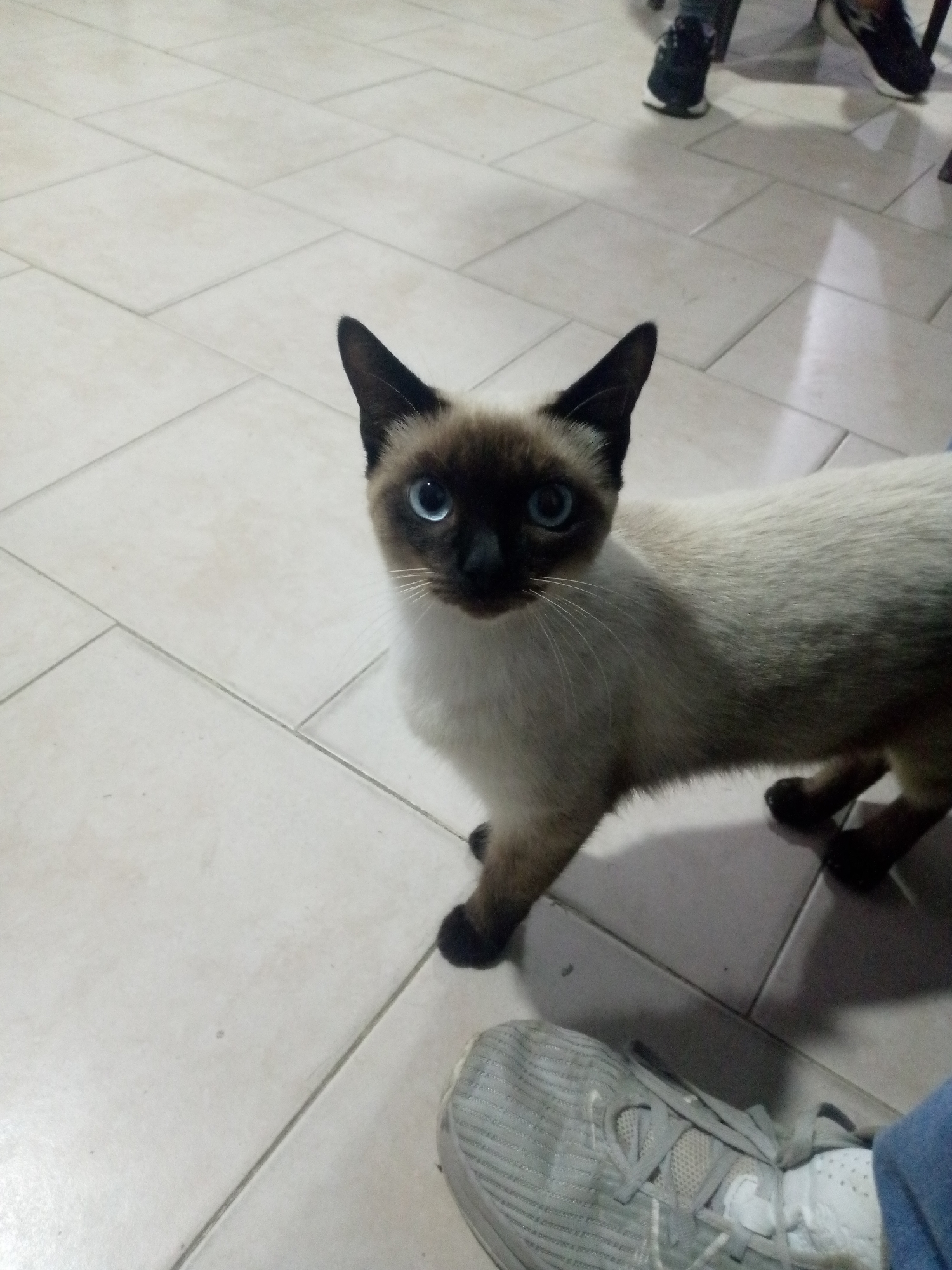 A Siamese cat stands on a tile floor, looking directly at the viewer. Two pairs of feet with sneakers are visible in the background. Another foot with a sneaker is visible near the bottom of the frame. The location is Altagracia, Venezuela.
