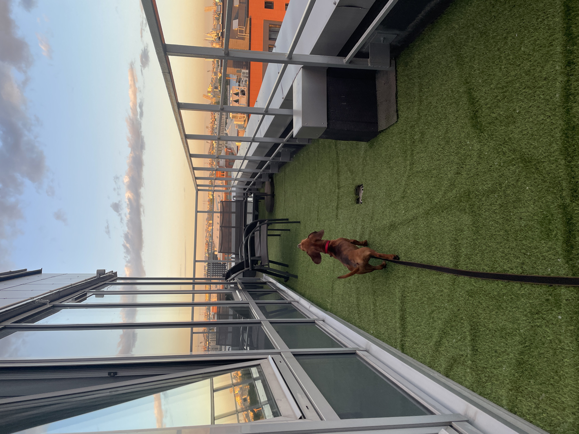 An adult, brown dachshund on a black leash stands on a balcony with artificial grass. The dog is facing away from the camera, looking up at the sky. The balcony has a railing and a large glass window. In the background, there is a city skyline at sunset with buildings and clouds. The scene is lit by the warm glow of the setting sun.