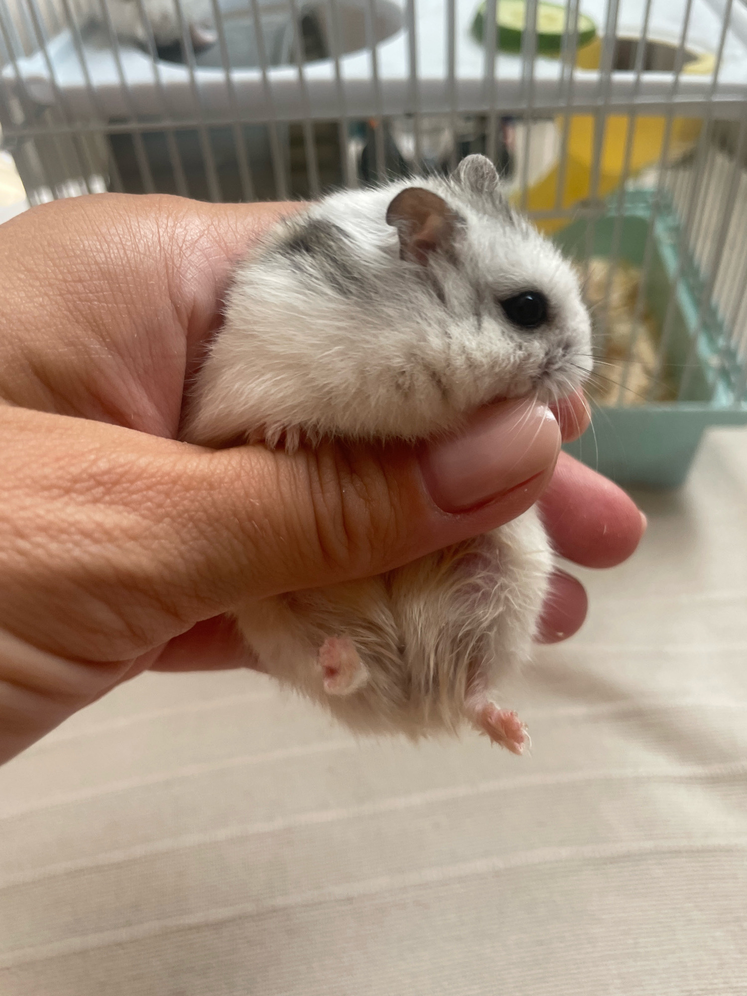 A close-up shot shows a person's hand holding a small, white and gray hamster. The hamster is curled up and its tiny paws are visible. In the background, a blurry cage with a green and yellow object inside can be seen. The scene appears to be indoors, possibly in a domestic setting. The image does not contain any information that would allow for its location to be identified as Baranovka, Russia.