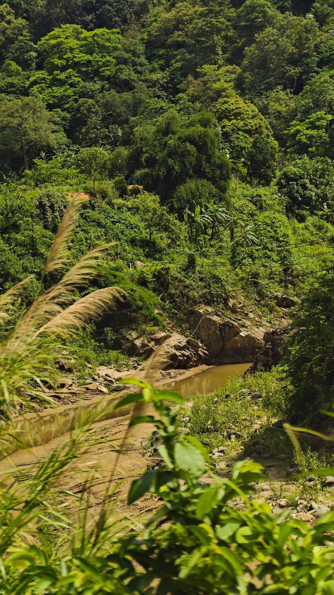 A vibrant, vertical landscape shot captures a lush, forested valley in Muong Kim, Vietnam. The scene is dominated by dense, verdant foliage under bright daylight.
In the immediate foreground, out-of-focus green leaves and tall, feathery, light brown grasses frame the view, sweeping diagonally from the upper left towards the lower right. These grasses appear to be gently swaying, adding a sense of movement to the otherwise still scene.
The mid-ground reveals a narrow river or stream, its water a distinct muddy brownish-yellow color, winding through a rocky riverbed. The water level appears low, exposing wide banks of cracked, dried mud. On either side of the river, the terrain rises steeply, characterized by rugged rock formations and an abundance of small, leafy green plants and bushes. Faint, thin lines, possibly utility wires or ropes, can be discerned horizontally across the river in the mid-ground.
The background is a magnificent expanse of dense, tropical rainforest, covering steep hills or mountains. Various shades of green indicate different tree species, with some larger, prominent trees interspersed among the smaller growth. Clusters of banana-like trees are visible on the slopes. A faint, lighter-colored dirt path can be seen snaking through the vegetation on the upper left slope, hinting at human presence. The overall impression is one of untouched natural beauty and tranquility, bathed in the clear, strong sunlight of a tropical day. No discernible human activity or text is visible.