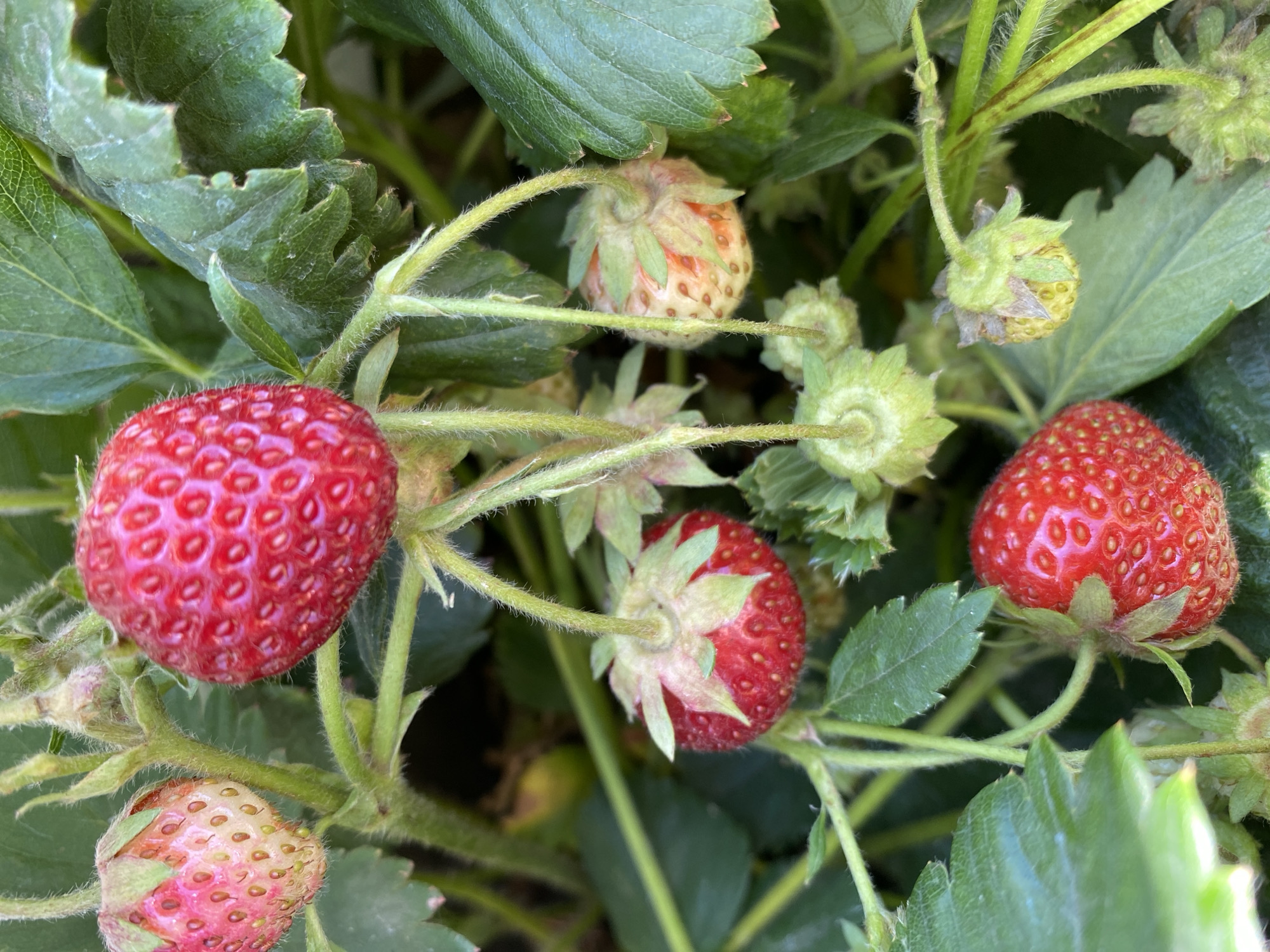 A close-up, eye-level shot captures a cluster of ripe and unripe strawberries growing on a plant. The berries vary in color from a pale pink and green, indicating immaturity, to a deep, vibrant red, signifying ripeness. Each berry is covered in small, distinct seeds, and their surfaces appear slightly bumpy. The plant's green leaves, some showing slight wilting or imperfections, form a backdrop. Hairy stems connect the berries to the plant, and some developing green strawberry flowers are also visible. The lighting suggests an outdoor setting, possibly a garden or field. There are no people or animals in the image. The image does not provide any information about the city of Qarqaraly, Kazakhstan.