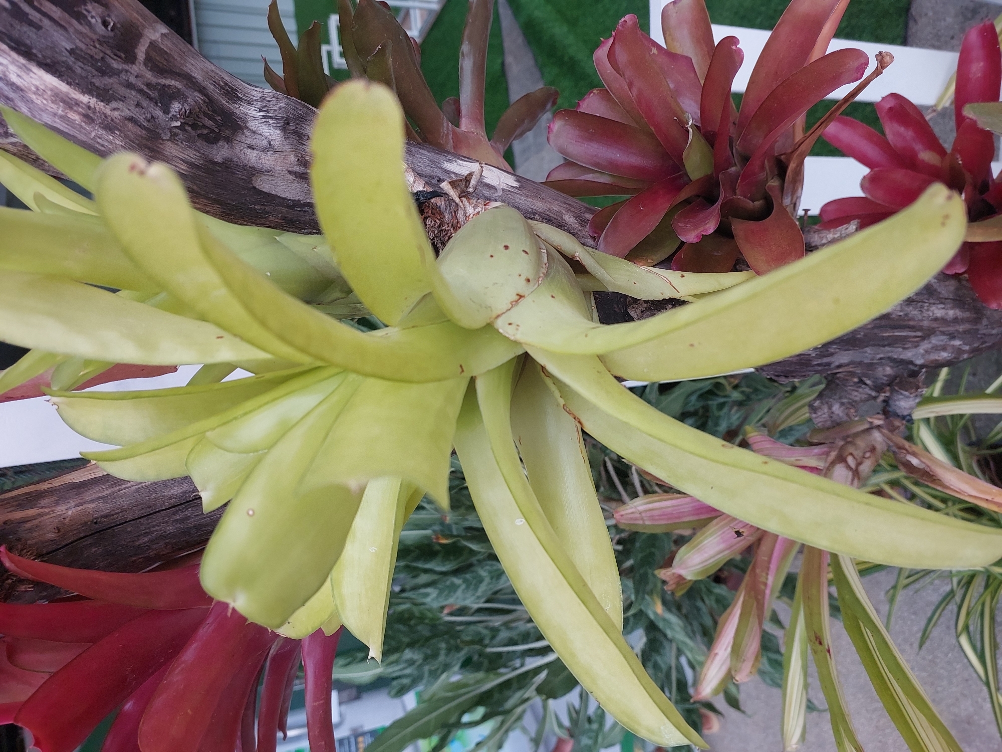 This media file features a close-up, overhead view of several bromeliads growing on a piece of driftwood. The bromeliads are of various colors, including vibrant red and lime green. Some of the red bromeliads appear to be in bloom or have recently bloomed, with their leaves fanning out. The lime green bromeliad in the foreground has broad, elongated leaves. The driftwood is rough and textured, showing signs of age. In the background, out of focus, are hints of a white railing and green foliage, suggesting an outdoor setting. The lighting suggests it is daytime. The location context is Baan Mae Nam, Thailand. There is no visible text in the image.