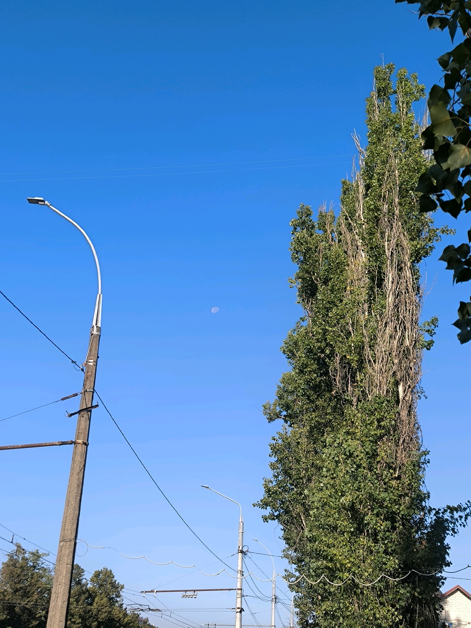 The image captures a clear blue sky above a streetscape in Mykolaiv, Ukraine. On the left, a tall, weathered utility pole supports a modern street lamp and numerous overhead wires. To the right, a very tall, slender tree with dense green foliage dominates the frame, its branches reaching towards the sky. The moon is visible as a small, pale disc in the upper left quadrant of the sky. In the background, other utility poles, street lights, and trees can be seen, along with the corner of a brick building on the far right. The scene is set outdoors during the daytime.