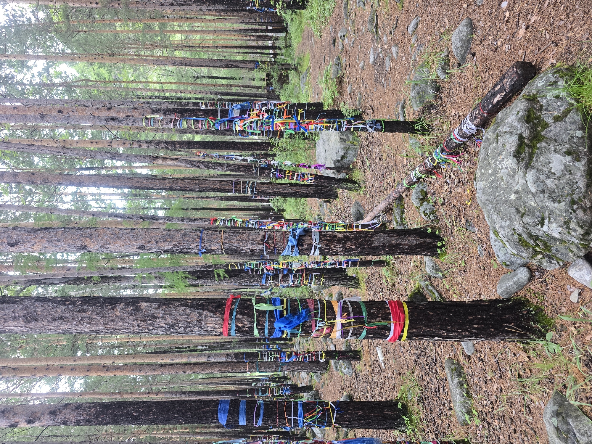 The image depicts a spiritual site in Arshan, Russia, where numerous trees are adorned with colorful prayer ribbons. The scene is set within a forest, characterized by tall, slender pine trees and a forest floor covered in pine needles and scattered rocks. The prayer ribbons, in a variety of vibrant colors such as red, blue, yellow, green, and white, are tied around the trunks of the trees, creating a striking visual contrast against the natural bark. Some ribbons are neatly tied, while others are more loosely draped or frayed.
The time of day appears to be daytime, with diffused light filtering through the dense canopy of leaves, suggesting an overcast or moderately cloudy sky. The weather seems to be cool and possibly damp, as indicated by the lush green vegetation and the presence of moss on some of the rocks and tree trunks. The overall atmosphere conveys a sense of tranquility and reverence, a common feeling associated with sacred natural sites.
The location is clearly identified as Arshan, Russia, a known destination for its natural beauty and spiritual significance. The presence of prayer ribbons is a cultural practice often found in Buddhist and shamanistic traditions, where they are believed to carry prayers and wishes to the heavens. The image captures a walkway or path through the forest, lined with these decorated trees, suggesting it is a place for contemplation and pilgrimage. There is no visible text in the image. The activity taking place is passive; it is a place of spiritual significance that people visit.