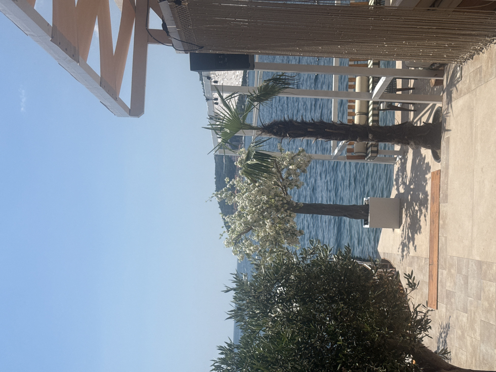 This is a vertical, full-shot photograph taken outdoors in Budva, Montenegro. The image features a view of the Adriatic Sea, with a clear blue sky above. In the foreground, to the right, there is a paved patio area with light-colored rectangular tiles. To the left, a large, dark green bush with small leaves, likely an olive tree, takes up a significant portion of the frame. Behind the bush, a slender tree with white blossoms is visible, set against the blue of the sea. Further back, a palm tree with a dry, brown trunk and green fronds stands. The scene appears to be part of an outdoor seating area, possibly a restaurant or cafe, as indicated by the presence of white railings, a roof structure made of white beams and tan fabric, and a dark speaker mounted on the overhead structure. The lighting suggests it is daytime, likely morning or afternoon, with the sun casting shadows on the patio. There are no people visible in the frame.