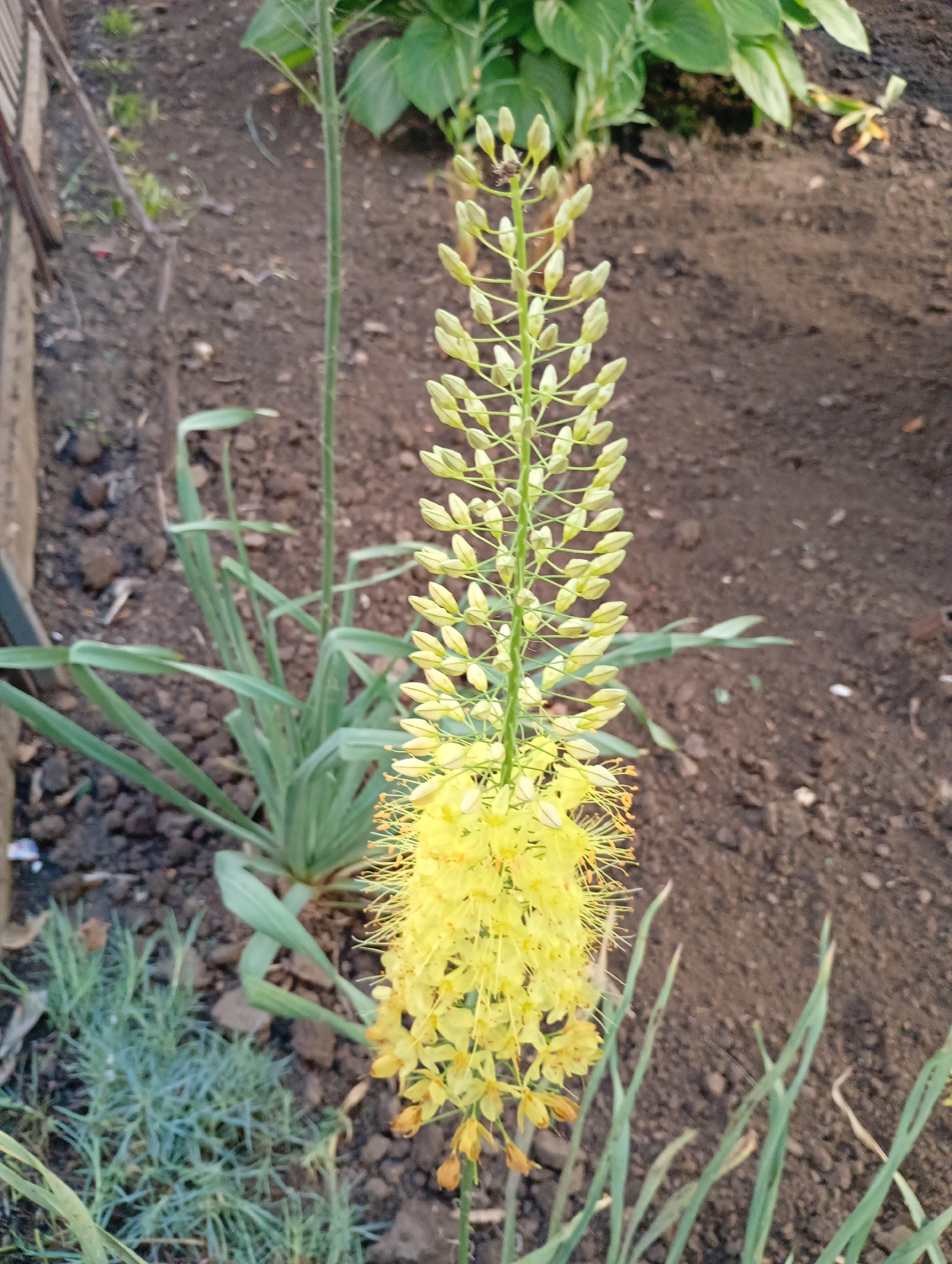 This image shows a close-up of a tall, yellow flower spike with many small, clustered blooms. The flower is in the foreground, with its lower section already in bloom and its upper section still in bud. The blooms are a bright yellow, with delicate, wispy stamens extending from some of the open flowers. The flower spike is supported by a slender green stem.
Behind the flower, the background consists of dark, rich soil, typical of a garden setting. There are some green leaves of other plants visible in the background, including what appears to be a hosta plant with variegated leaves and some strappy, grass-like foliage growing around the base of the main flower. A wooden fence is partially visible on the left side of the image.
The scene suggests a garden in an outdoor setting. The lighting appears to be natural daylight, possibly in the late afternoon or early morning, given the soft quality of the light. There are no people or animals in the frame, and no text is visible. The overall impression is one of a tranquil garden scene, highlighting the beauty of the blooming flower. The location context is Avanhard, Ukraine.
