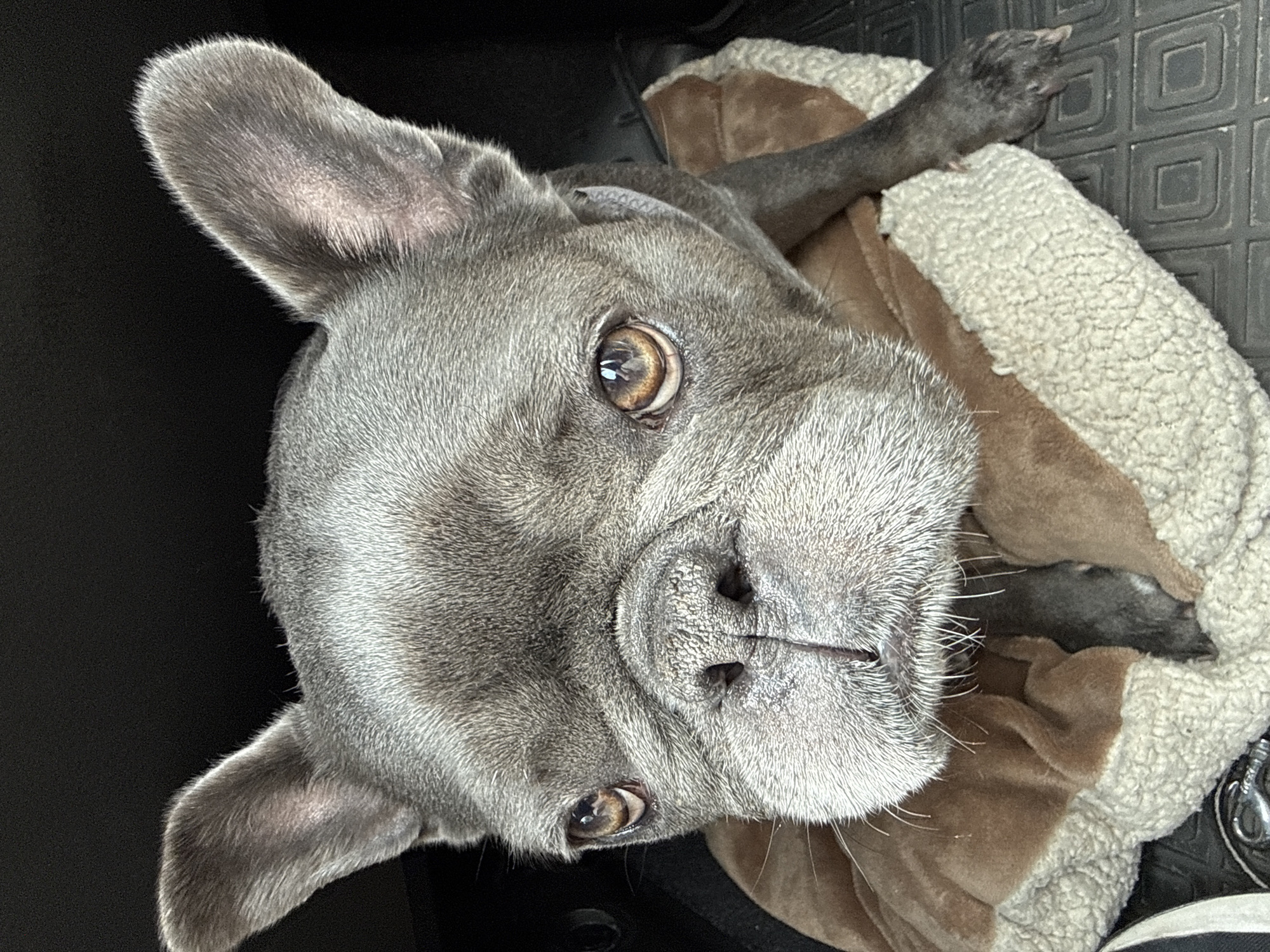 A close-up shot shows a blue French bulldog sitting on a tan and cream-colored dog bed. The dog's head is tilted slightly forward, and its large, expressive eyes are looking directly at the camera. Its ears are erect and pointed, characteristic of the breed. The dog's fur is a smoky gray color, and its nose is dark and moist. The background is dark and appears to be the interior of a vehicle. The image quality is good, with sharp focus on the dog's face and good lighting that highlights its features. The photo was taken in Bad Sachsa, Germany.