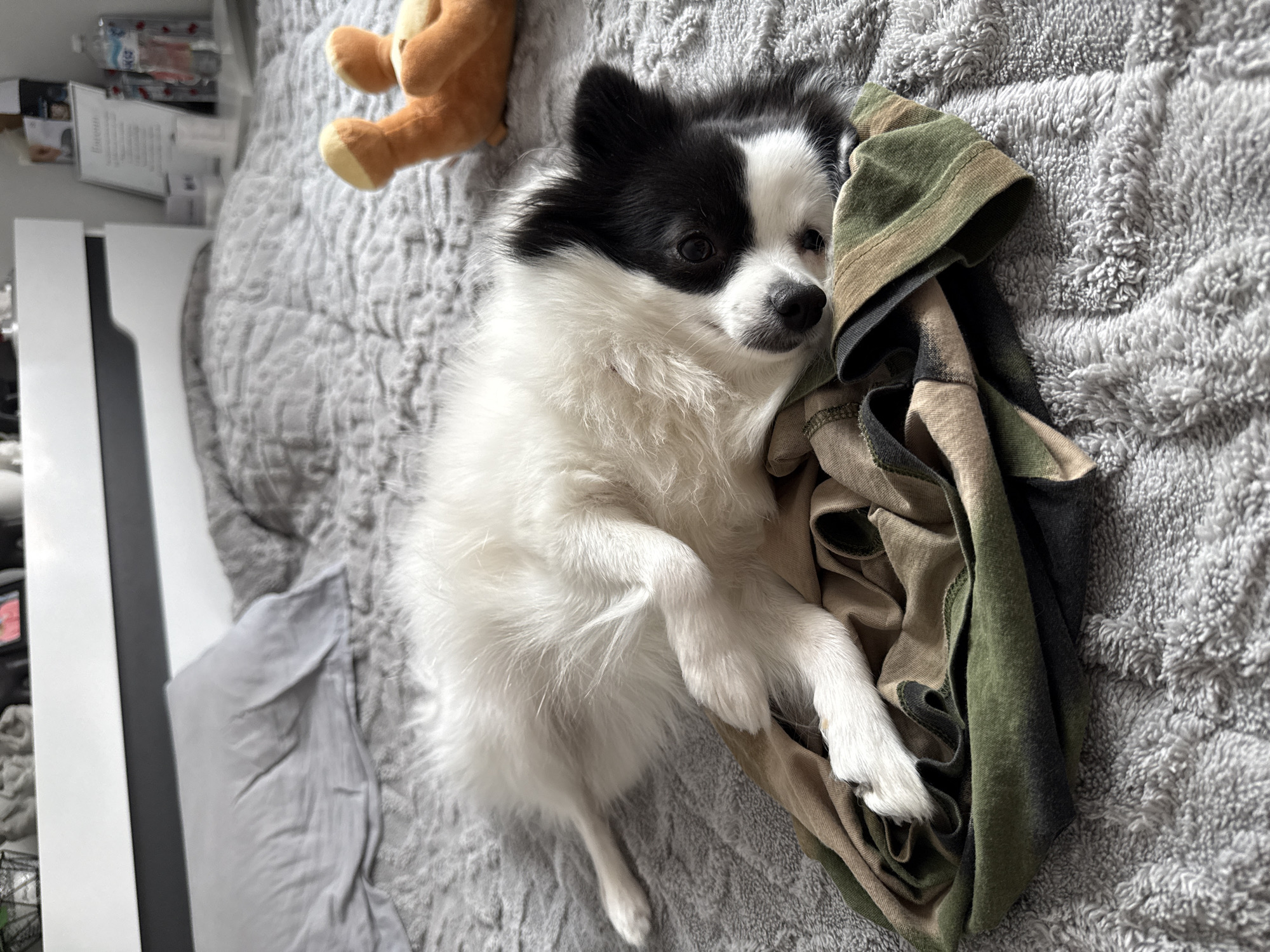 A black and white long-haired dog lies on a gray textured blanket. The dog rests its front paws on a folded camo-patterned t-shirt. Part of a stuffed bear toy is in the upper left. A white dresser and items are to the left of the blanket. The scene is indoors. Location is not discernible.