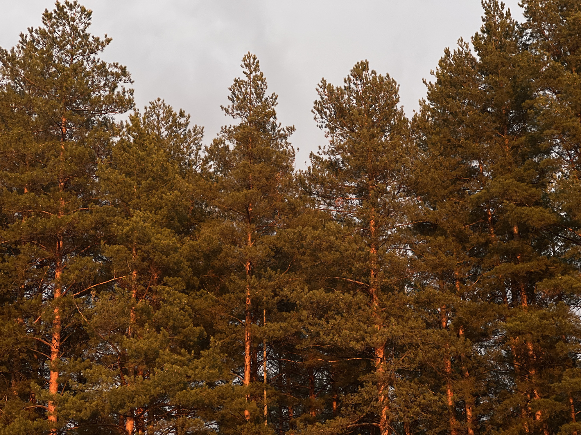 The image shows a dense group of pine trees against a cloudy sky. The trees appear to be located in the city of Chaikovsky, Russia. The trees are mostly evergreen, with a brownish-green coloration. The trunks are slender and straight, and the branches are dense and full. The cloudy sky provides a muted background to the scene. The light suggests it's either dawn or dusk.