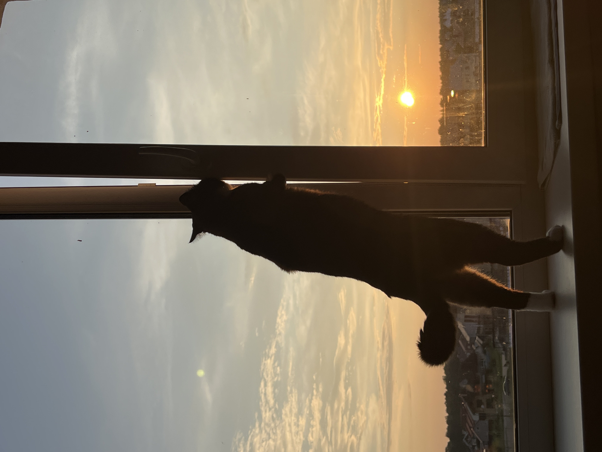 A silhouette of a cat stands on its hind legs on a windowsill, looking out an open window at a sunset. The cat is dark-colored, with white paws and a fluffy tail. Its body is partially illuminated by the setting sun, casting a warm glow. Outside the window, the sky is a gradient of orange, yellow, and blue, with scattered clouds. The sun is a bright orb near the horizon, casting long shadows. In the distance, a city skyline is visible, with houses and trees lining the horizon. The image appears to have been taken in Noviy, Russia, as indicated by the architecture and the presence of what seems to be a typical Russian apartment building in the background.