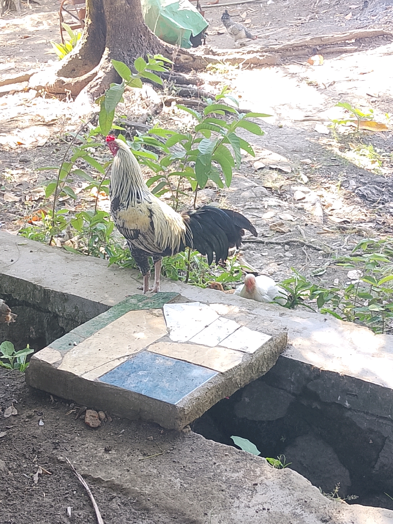 An outdoor, eye-level, medium shot shows a rooster standing on a concrete ledge. The rooster is facing left and is mostly white with black and yellow feathers. Its comb is red. Behind the rooster, a white hen is partially visible, also on the ledge. The ledge is in front of a ditch filled with water and rocks. To the left of the ledge, a tiled surface is visible. The ground is dirt with scattered leaves and some greenery. In the background, a large tree trunk and more greenery are visible, with a green tarp draped over branches. The scene appears to be in a naturalistic, unkempt environment.