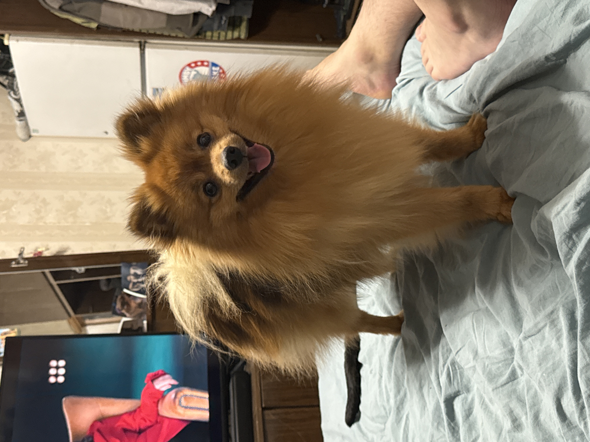A medium-sized, long-haired, brown dog with its tongue out stands on a blue, wrinkled surface, likely a bed or blanket. Bare feet are also present on the surface. In the background, there's a television with an image displayed. A white appliance with a red, white, and blue sticker is also visible, along with some stored items on top. The environment appears to be indoors, possibly a bedroom. There is no information related to the city of Khimki, Russia.
