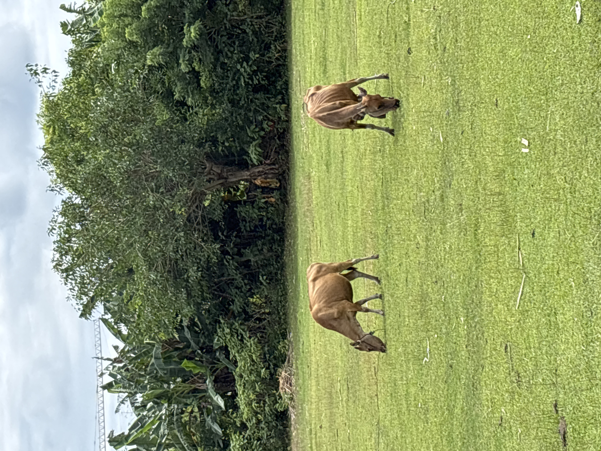 The scene is a grassy field located in Kuta Selatan, Indonesia, featuring two brown cows grazing. The cows are positioned with their heads down, presumably eating grass. A lush green tree and various tropical plants are visible in the background. The sky is overcast with a thin layer of clouds. A metal lattice structure, possibly a communications tower or part of a building, is partially visible behind the trees on the left side.