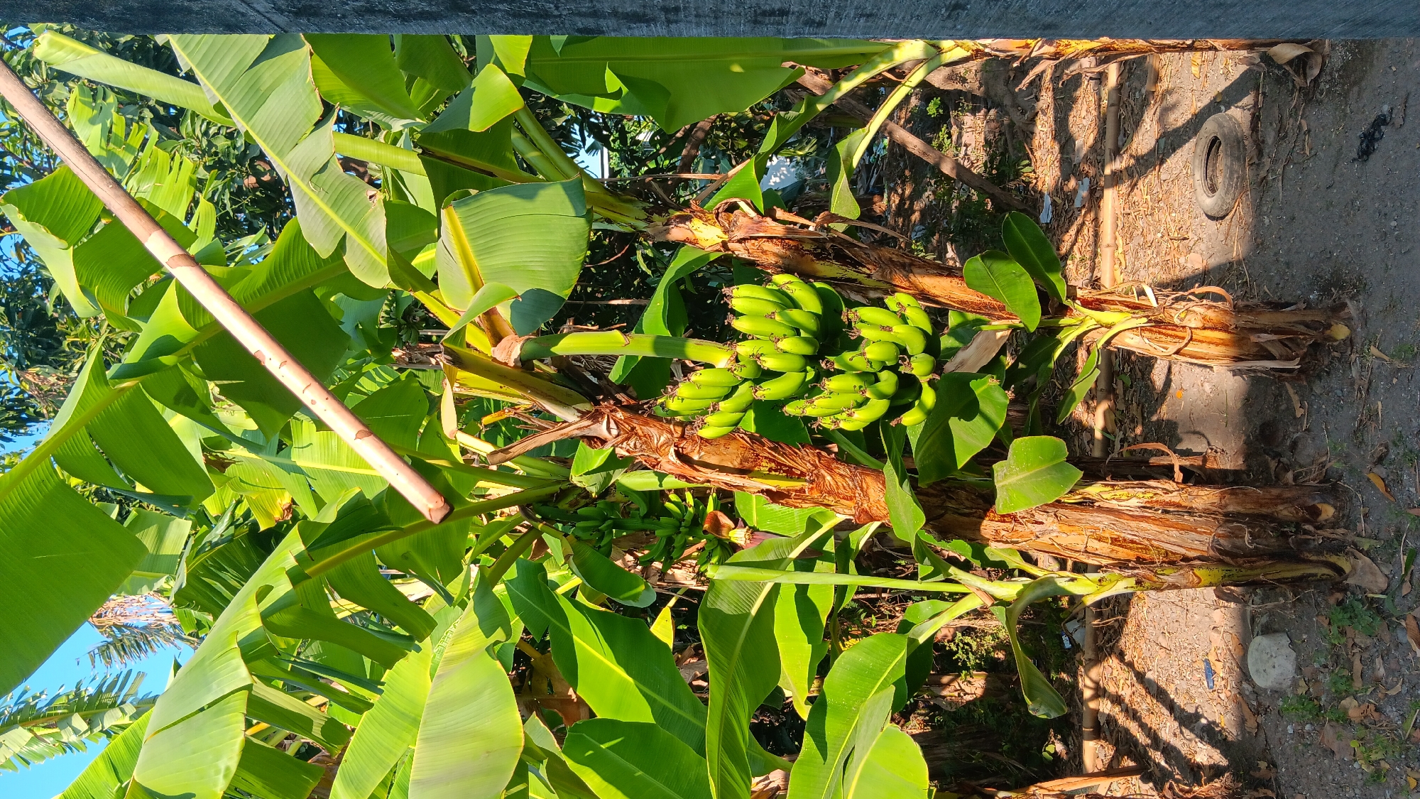 In Sonobekel, Indonesia, an outdoor scene is captured, dominated by lush green banana plants under a clear blue sky. Two banana trees are prominently featured in the foreground, their thick, fibrous trunks supporting bunches of unripe, green bananas. A long, light-colored bamboo pole is propped diagonally across the upper portion of the image, extending from the left and disappearing towards the right, partially obscured by the large banana leaves. The ground beneath the trees is a mix of dry soil and scattered leaves, with shadows from the foliage cast across it. In the background, more banana plants and other foliage are visible, suggesting a tropical or subtropical environment. The overall impression is one of natural abundance and growth within a village or rural setting.