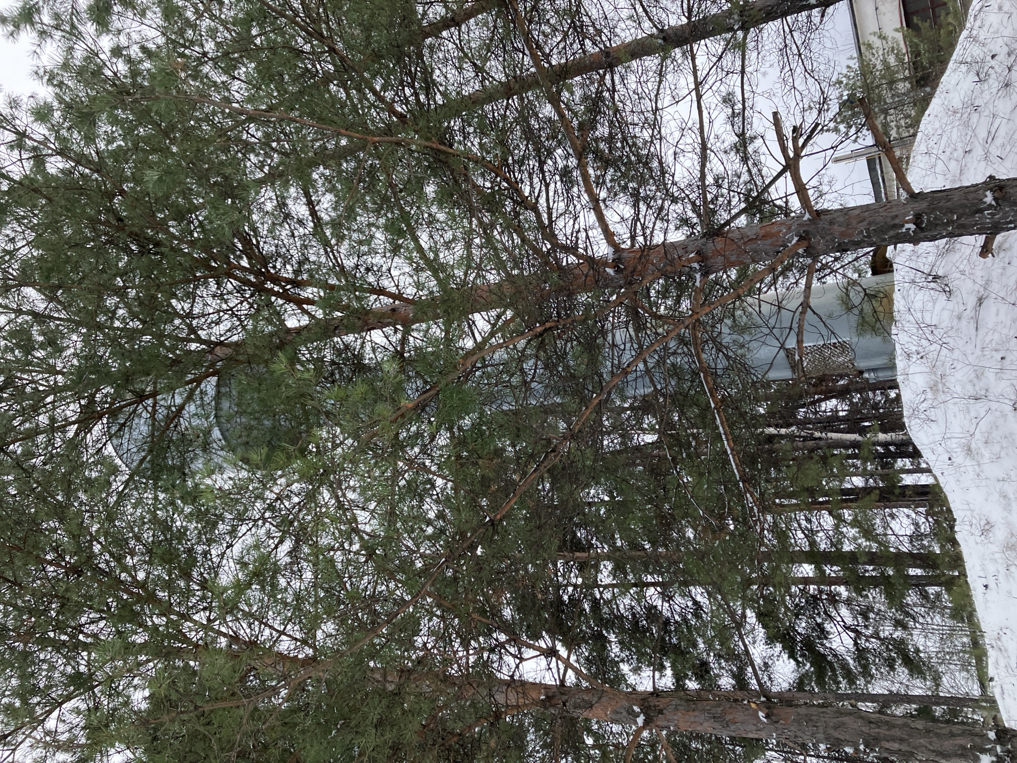 The image depicts a winter scene in Noviy, Russia, likely a forested area or park with tall pine trees. Snow covers the ground. The view is upward through the branches of several trees with green needles. Some trees are bare. A building partially obscured by the trees is visible in the background. No people or animals are visible.