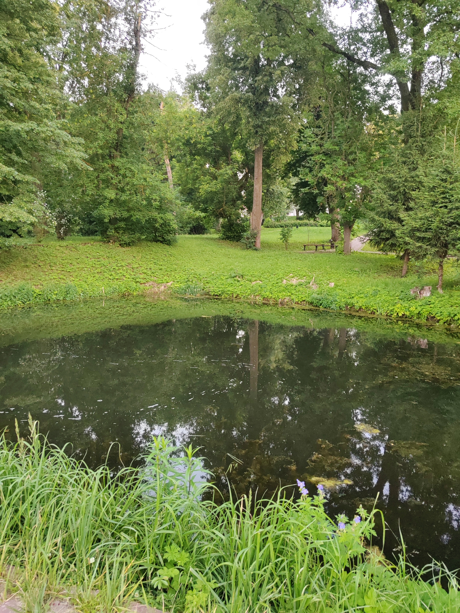 The image depicts a serene park setting in Chekhov, Russia, featuring a tranquil pond reflecting the surrounding lush greenery. Tall trees, predominantly deciduous with some evergreens, line the pond's edge, creating a dense canopy of leaves. The ground slopes upwards from the pond, covered in a vibrant green lawn interspersed with a variety of low-lying plants. In the distance, a wooden bench is visible, suggesting a place for visitors to rest and enjoy the natural beauty. The water of the pond is dark and still, with a scattering of light-colored debris on its surface. Along the foreground, tall grasses and some delicate purple flowers grow, adding a touch of wildness to the cultivated park landscape. The sky above is overcast, contributing to the soft, diffused light that bathes the scene.