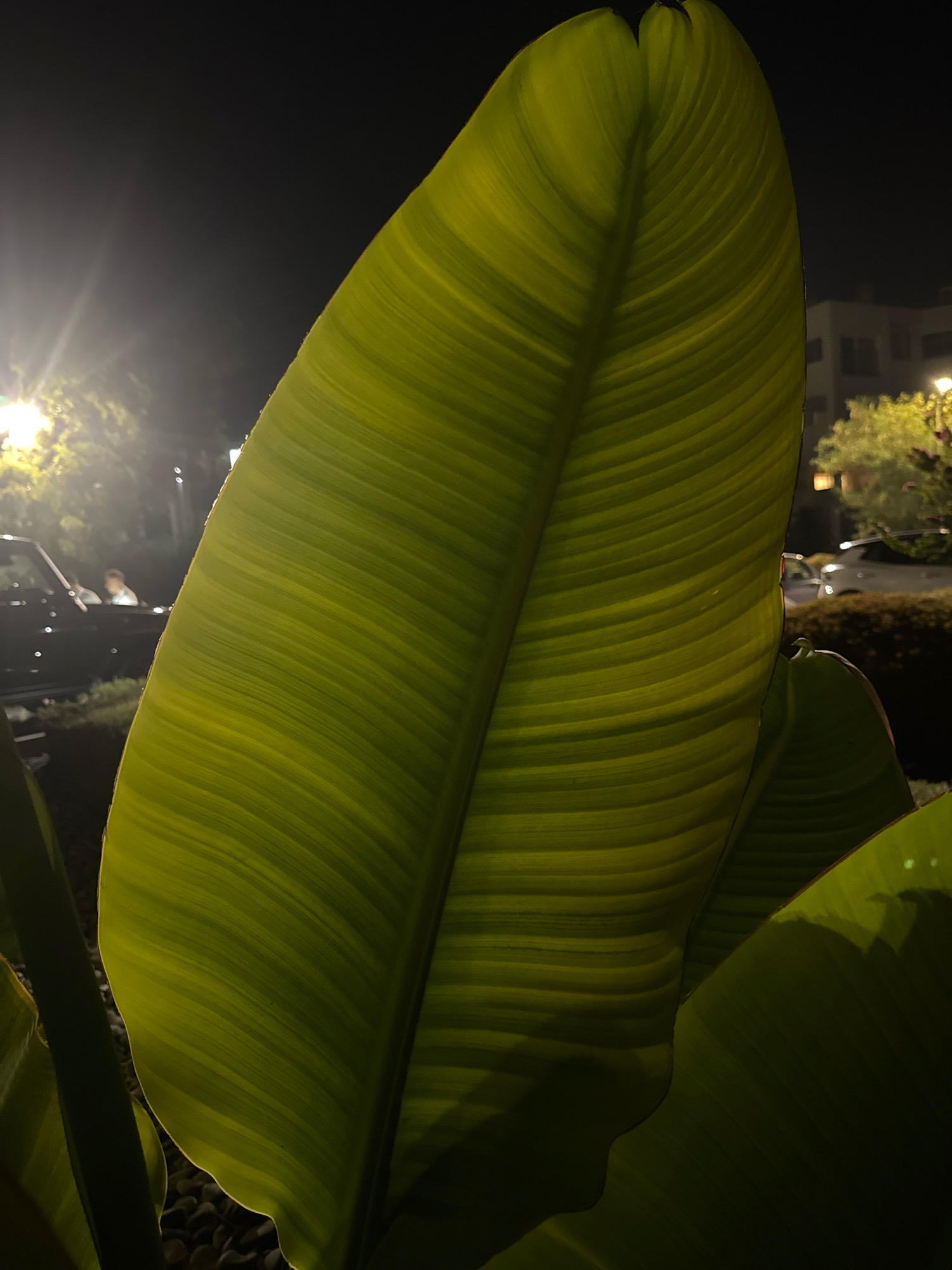 In the city of Agios Tychona Community, Cyprus, at night, a close-up shot focuses on the textured surface of a large, variegated green leaf, possibly a banana leaf, with prominent parallel veins. The leaf is illuminated from the side, creating highlights and shadows that accentuate its ribbed texture and subtle yellow-green striping. In the background, the scene is dimly lit, suggesting an outdoor setting. A bright streetlight casts a warm glow on some trees and foliage. Further back, the outlines of buildings and parked vehicles are visible, indicating an urban or suburban environment. Two indistinct figures are visible inside a dark vehicle on the left side of the frame, their presence barely discernible in the low light. The overall atmosphere is serene and tranquil, with the natural subject of the leaf dominating the foreground.