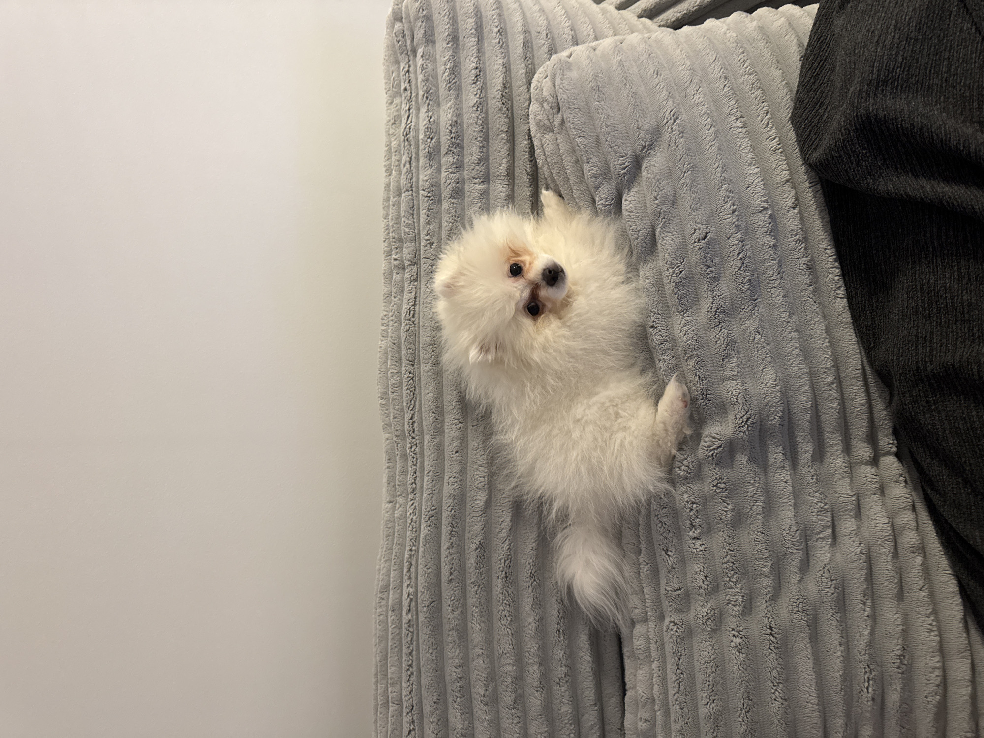 A small, fluffy white Pomeranian dog is lying on a grey, textured couch. The dog is facing the camera with its head tilted slightly. Its fur is long and appears soft. The couch has a ribbed texture and a light grey color. Behind the couch, a plain, light-colored wall is visible. The lighting suggests an indoor setting, likely a home environment. There is no indication of the location being in the city of Sofia, Bulgaria.