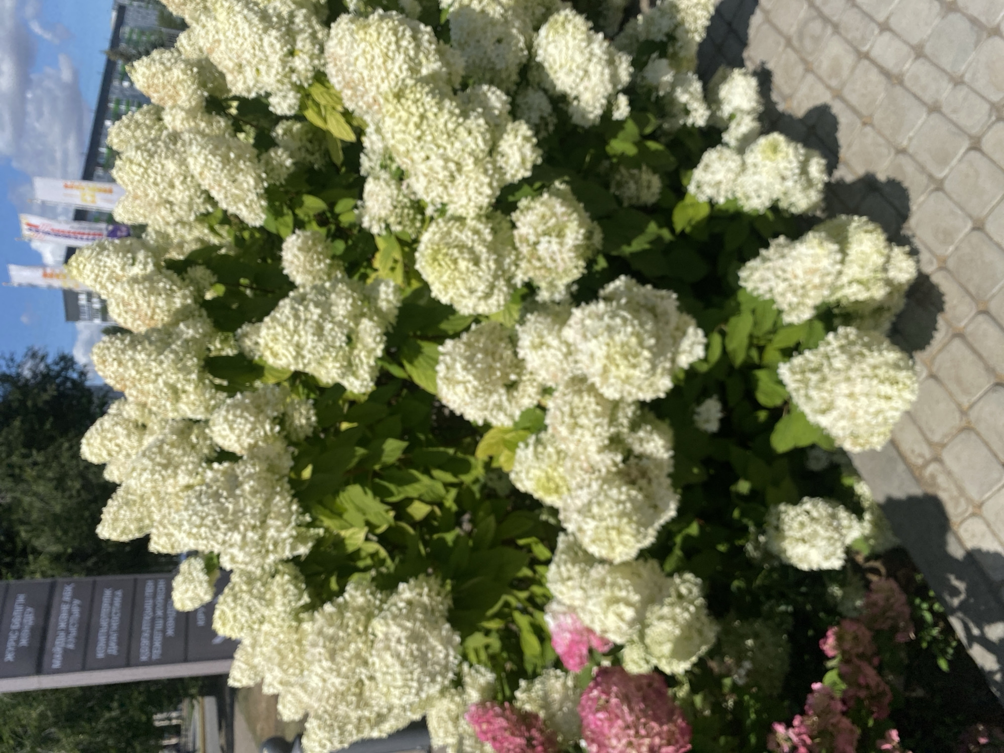 In a sunlit urban environment, a large, dense bush of white hydrangeas dominates the foreground. The blossoms are tightly packed, forming voluminous conical clusters. Interspersed with the white blooms are sporadic clusters of pink hydrangeas. The bush is situated on a paved walkway made of light-colored square stones. In the background, a vertical sign with dark text is partially visible on the left, and several tall flags with logos are displayed on the right. Beyond the flags, the facades of modern buildings and a portion of a blue sky with scattered clouds are discernible. The scene appears to be in the city of Oral, Kazakhstan, given the Cyrillic text on the sign, which likely indicates information related to local services or institutions.