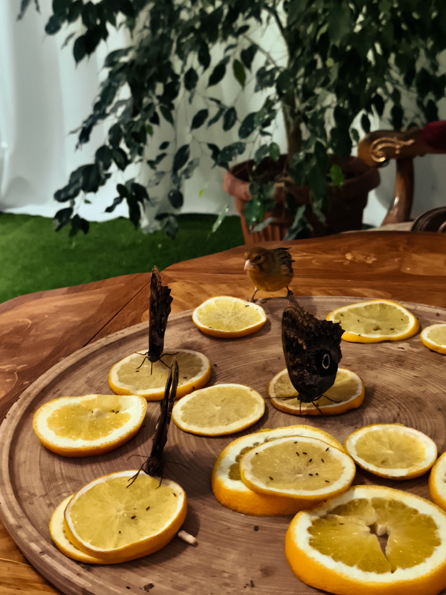 The image depicts a still life arrangement on a wooden table, featuring several sliced oranges and at least two dark brown butterflies, one of which is perched on an orange slice. A small bird, possibly a canary, is also present, standing near the butterflies and oranges. In the background, a leafy green plant in a terracotta pot is visible, along with a white curtain and a portion of a wooden chair with ornate detailing. The scene appears to be set indoors, possibly in a domestic or exhibition setting, with artificial lighting contributing to the overall mood. There is no discernible indication of the city of Gdańsk, Poland, within the image.