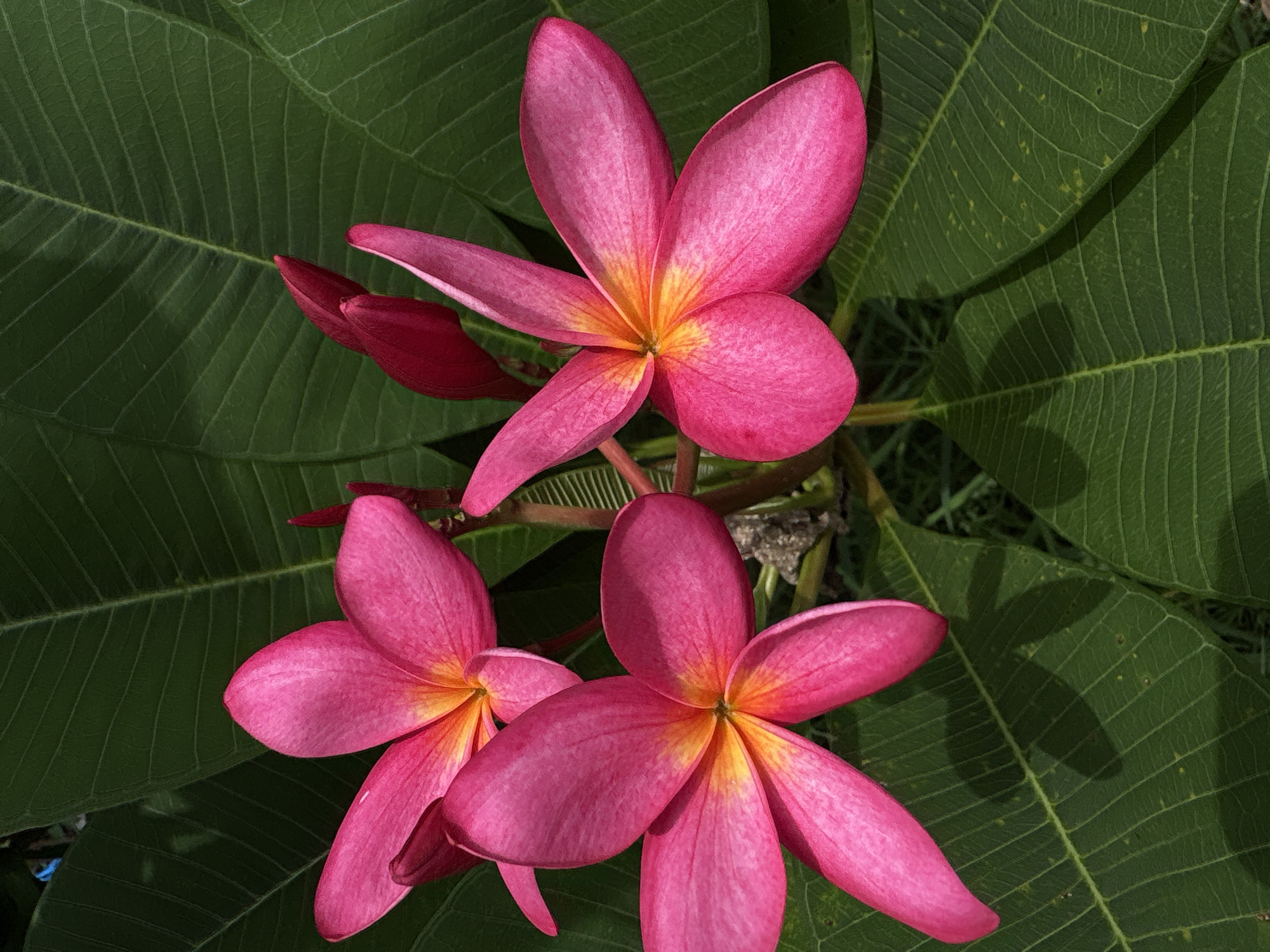 A close-up shot features three bright pink Plumeria flowers with yellow centers, blooming against a backdrop of large, dark green leaves. Two of the flowers are in full bloom, with five petals each, arranged in a pinwheel pattern. The third flower, slightly out of focus, is also fully open. Two reddish-pink buds are nestled to the right of the blooming flowers. The leaves are broad and textured, with prominent parallel veins, and exhibit a deep green hue, suggesting they are healthy and vibrant. The lighting appears natural, casting subtle shadows on the leaves, which are indicative of an outdoor setting. The overall scene evokes a sense of tropical beauty and tranquility. The image is likely taken in Choeng Thale, Thailand, given the commonality of Plumeria flowers in the region's tropical climate and lush vegetation.