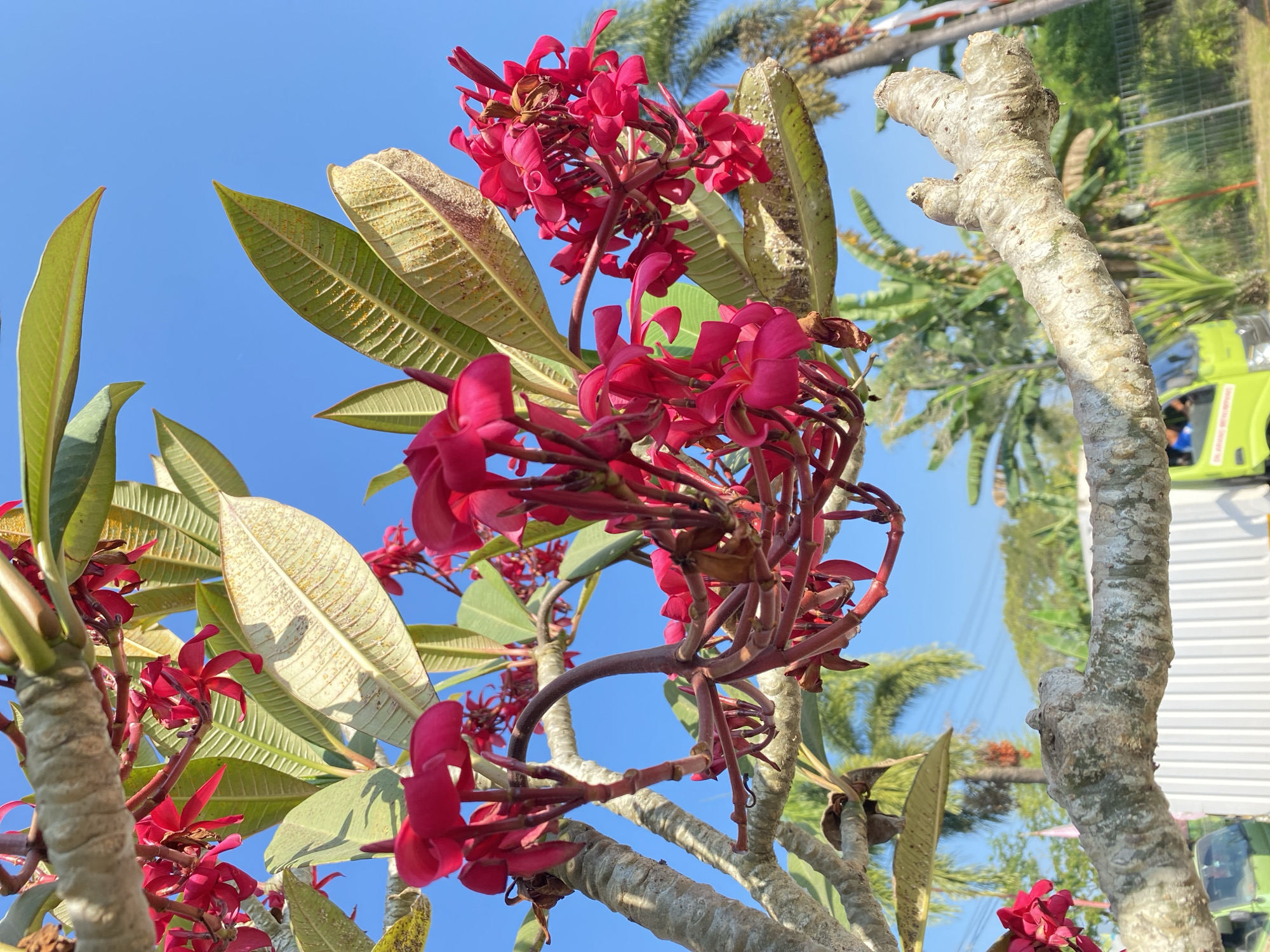 The image is a close-up, low-angle shot of a tree branch with bright pink flowers and green leaves against a clear blue sky. The branch is thick and textured, with a rough, greyish bark. The flowers are clustered together, with delicate petals and dark red stems. Some of the leaves are large and elongated, with visible veins, while others are smaller and more pointed. In the background, palm trees and other tropical vegetation are visible, along with a white corrugated wall and a portion of a lime green truck. The scene appears to be outdoors, likely in a tropical or subtropical environment, such as the city of Kendari, Indonesia, known for its lush vegetation and proximity to the coast. The lighting suggests it is daytime, with bright sunlight casting shadows. There are no visible people or overt actions taking place, giving the image a serene and natural feel.