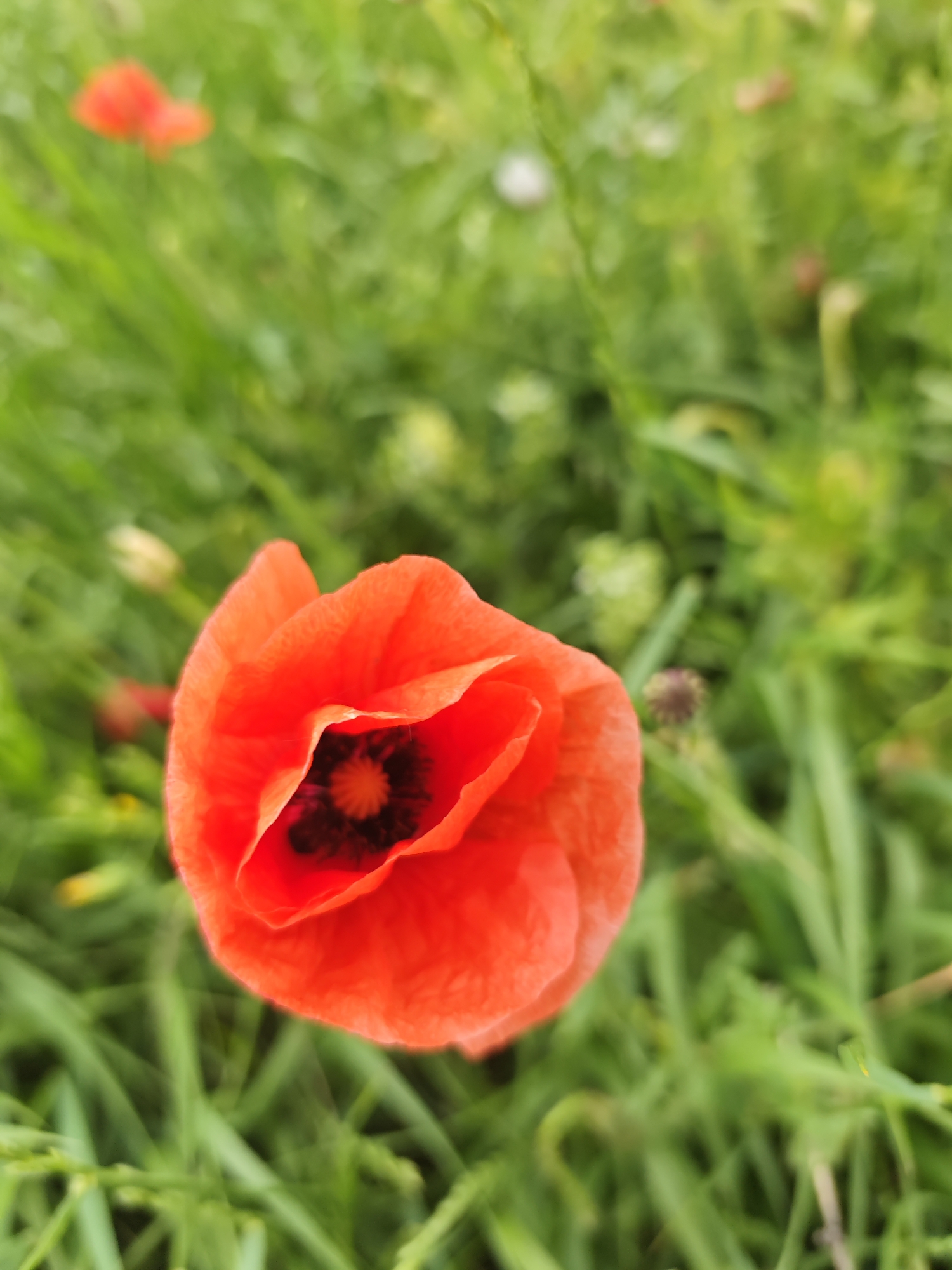 A close-up, eye-level, outdoor shot focuses on a single vibrant red poppy flower. The poppy is in the foreground, slightly off-center to the right, with its petals unfurled, revealing a dark center. The background consists of lush green foliage, likely grass and other plants, which are out of focus, creating a shallow depth of field. The lighting appears to be natural daylight, possibly overcast, as there are no harsh shadows. The scene suggests a natural setting, such as a meadow or garden. There is no indication of the specific location within the city of Юца, Russia, in the provided image.
