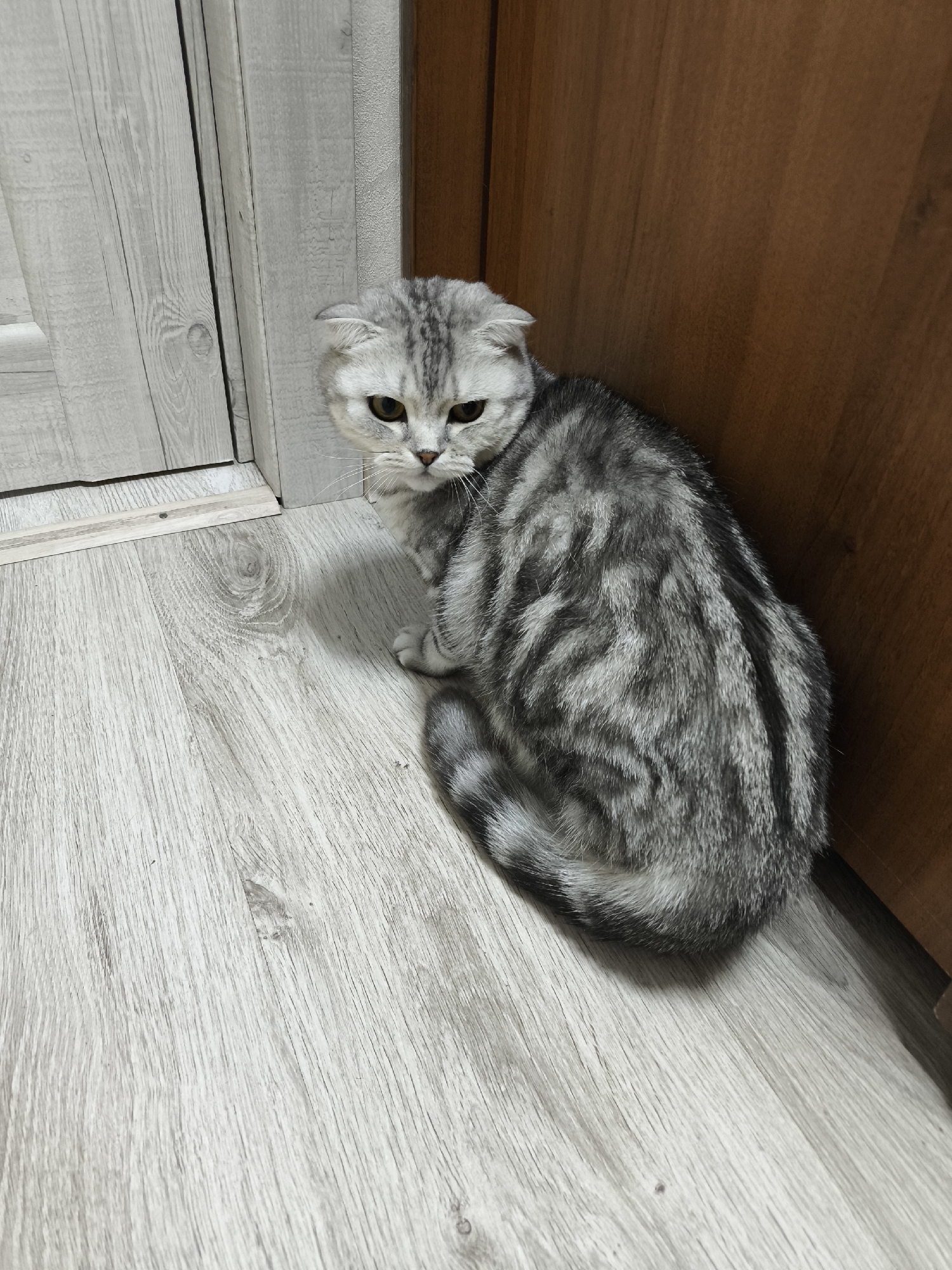 An indoor shot captures a silver tabby Scottish Fold cat sitting quietly in a corner. The cat, with its distinctive folded ears and striking dark grey and silver striped fur, is curled up on a light-colored laminate or wood-effect floor. Its tail is wrapped around its body, and it looks towards the viewer with a slightly melancholic or pensive expression, its yellowish-green eyes prominent.
The background consists of two different wooden surfaces forming the corner. To the left of the cat, there is a light grey or white wooden door or paneling, featuring a vertical wood grain pattern. To the right, a darker, rich brown wooden panel, possibly part of a cabinet or wardrobe, provides a contrasting backdrop. The room is illuminated by ambient indoor lighting, casting a soft shadow of the cat onto the floor. There is no visible text in the image. The overall impression is one of a domestic setting.