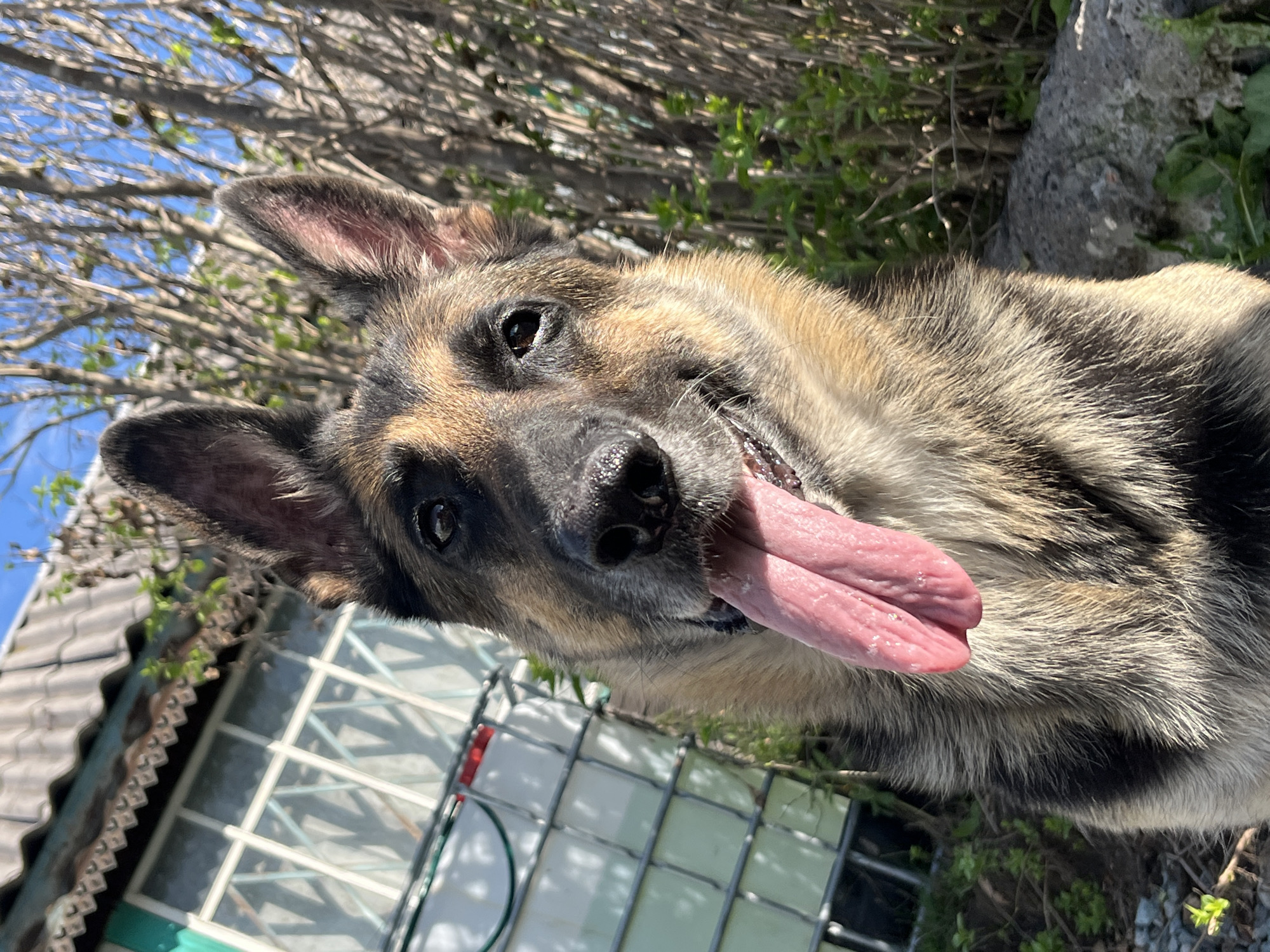 A German Shepherd dog with its tongue hanging out is in the foreground of the image. The dog is looking directly at the camera with its ears perked up. In the background, there is a building with a gray roof and a white structure with a green trim. There are also trees and vegetation. The scene appears to be outdoors, possibly in a backyard or garden. The lighting suggests it is daytime. The location is not identifiable as Nizhny Tagil, Russia.