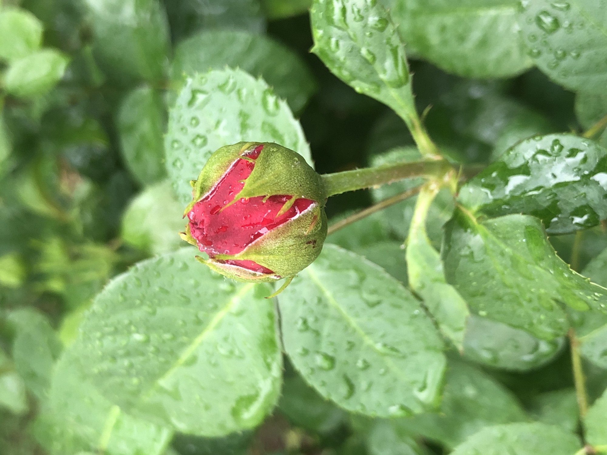 A close-up, slightly downward angled shot shows a red rose bud with green sepals covered in water droplets, set against a blurred background of green leaves also dotted with water. The rose bud is tightly closed, with hints of red petals peeking through the green sepals. The leaves in the background are vibrant green, indicating a healthy plant. The scene suggests a garden or natural setting after rain. The image is devoid of any human presence or activity. The location is identified as Unknown, Unknown.
