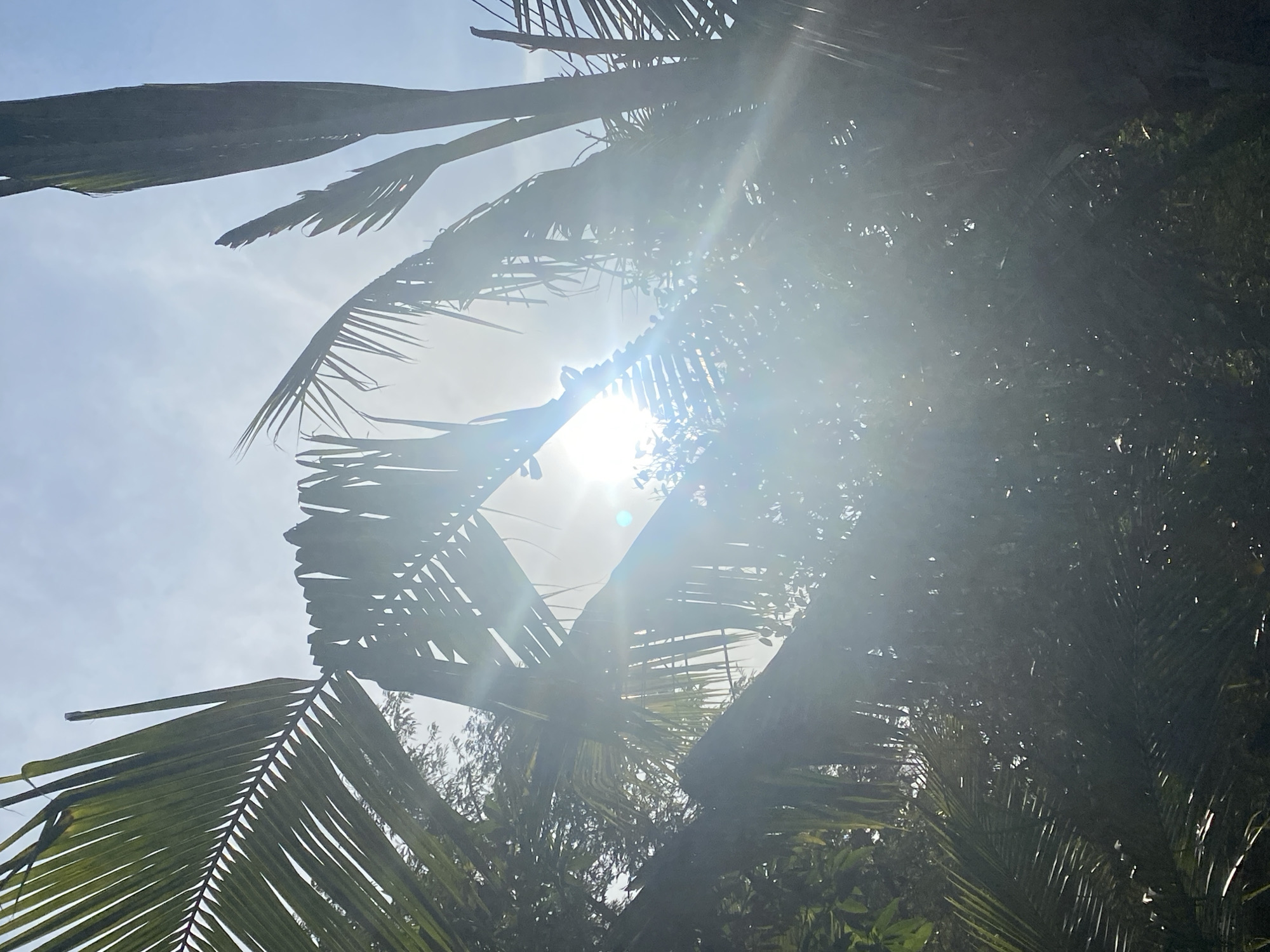 The image depicts a view looking up through the fronds of a palm tree towards a bright sun. The scene is located in Baan Kai, Thailand. The bright light of the sun obscures much of the background, but additional foliage is visible behind the palm leaves. The sky is a pale blue. The fronds are green and appear to be moving slightly.